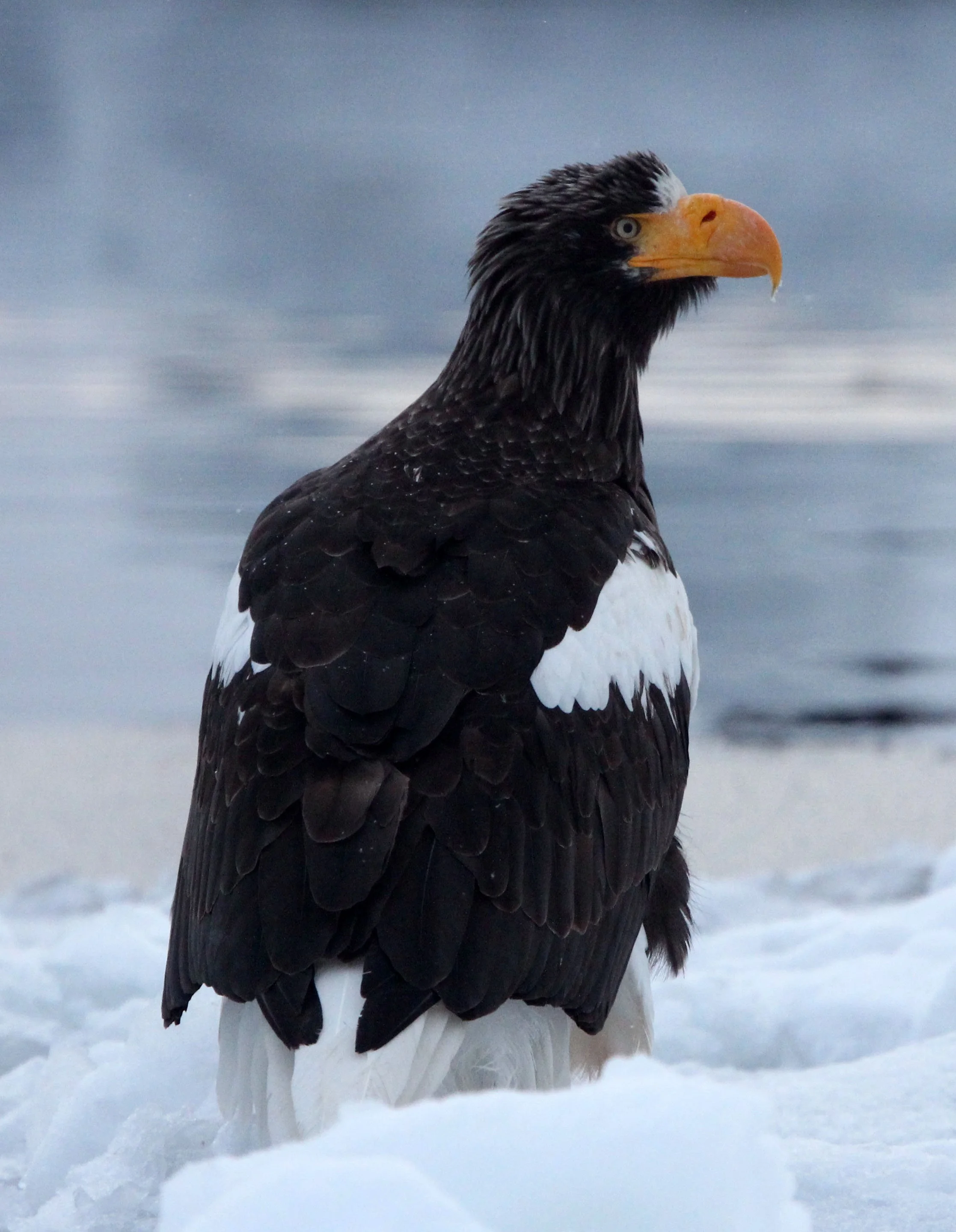 Haliaeetus pelagicus - STELLER'S SEA EAGLE - RAUSU, SHIRETOKO PENINSULA, HOKKAIDO JAPAN (161).JPG