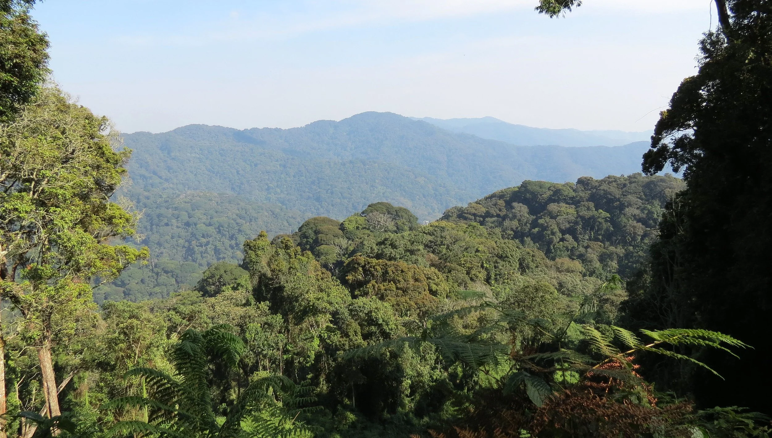 NYUNGWE NATIONAL PARK RWANDA (584).JPG