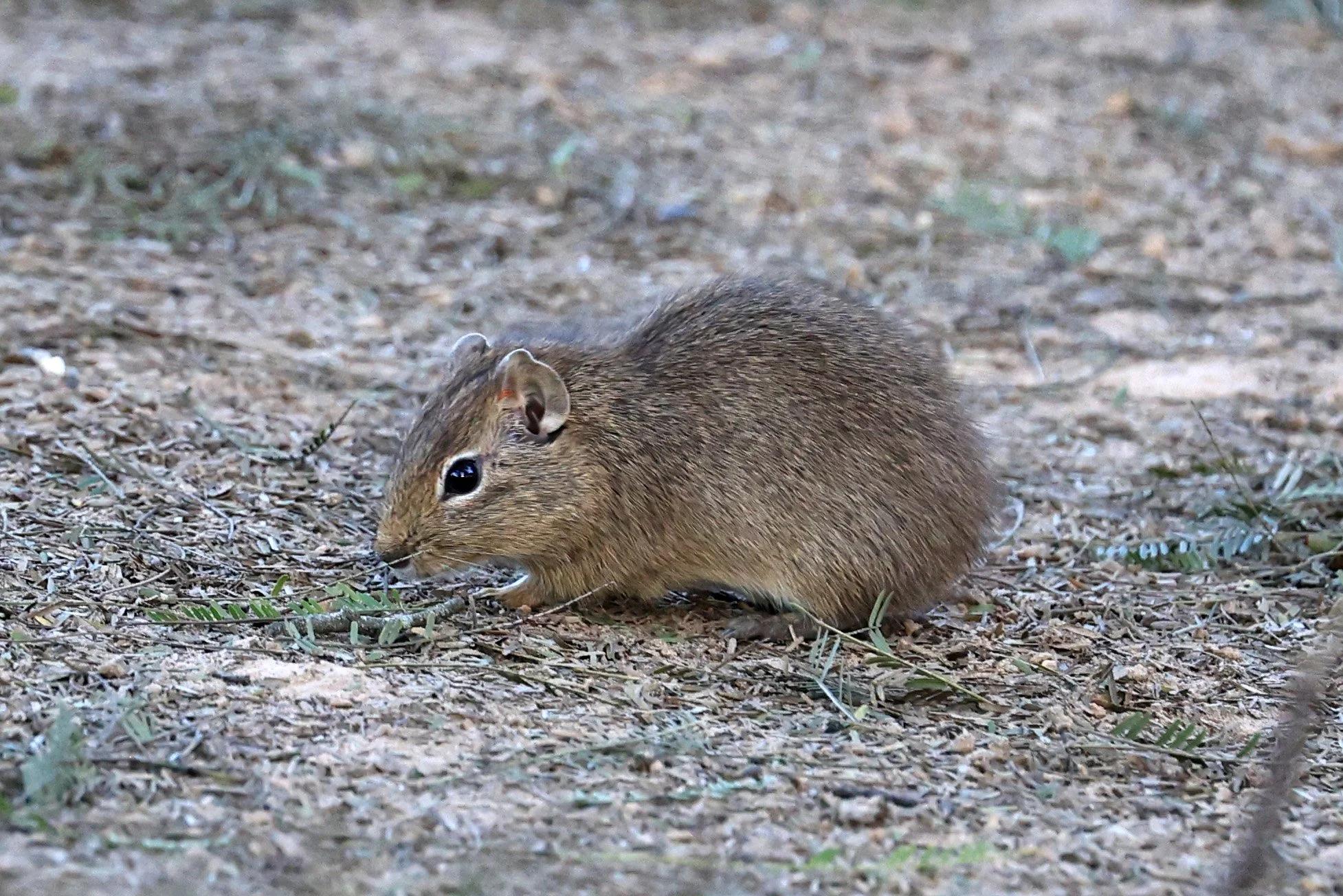 Lowland Yellow-Toothed Cavy (Galea leucoblephara) Hotel Iparoma Campestre Paraguay (22).jpg