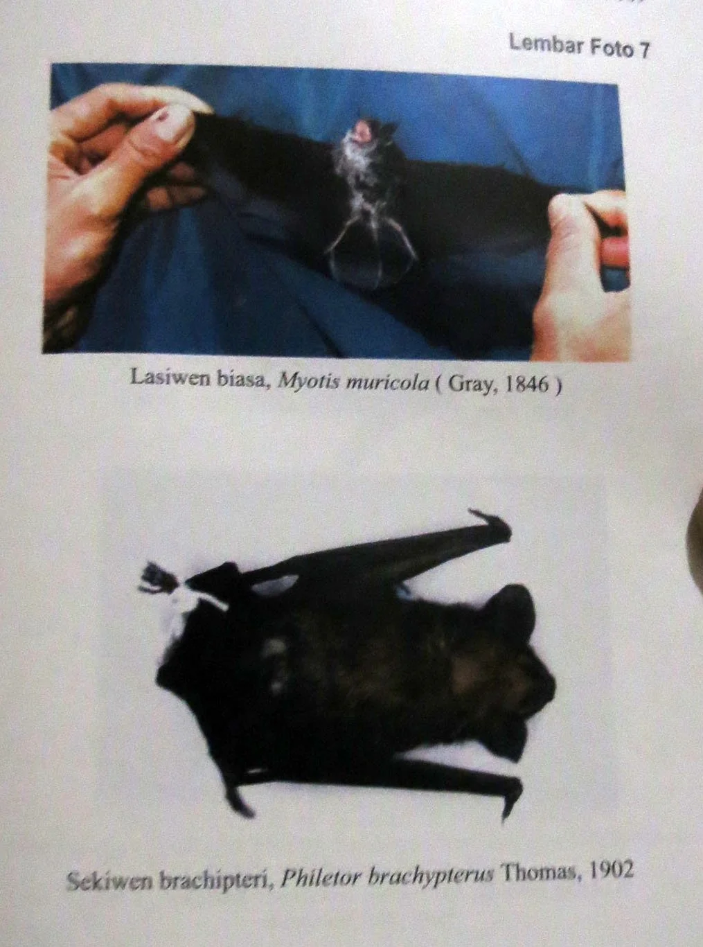 GEDE NATIONAL PARK - JAVA BARAT INDONESIA (50).JPG