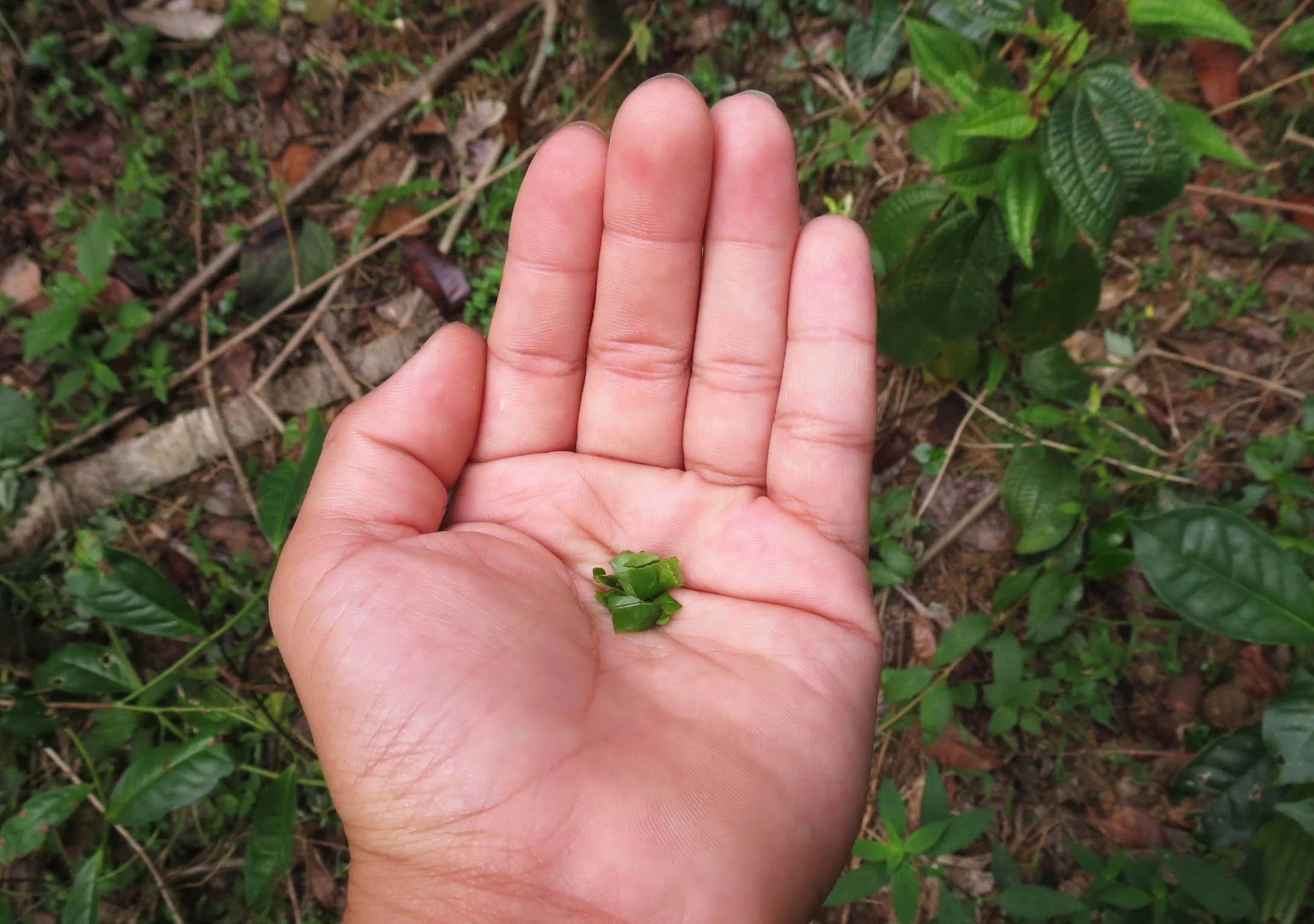 KITULGALA FOREST PRESERVE SRI LANKA (19).JPG