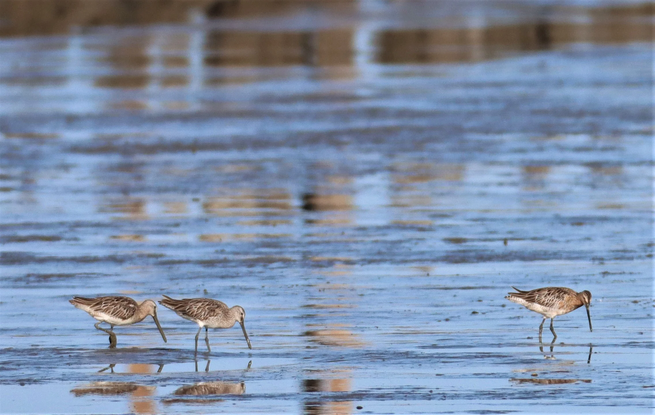 DOWITCHER - ASIAN DOWITCHER - Limnodromus semipalmatus - Mangrove Forest Research Center Samut Sakhon (16).jpg