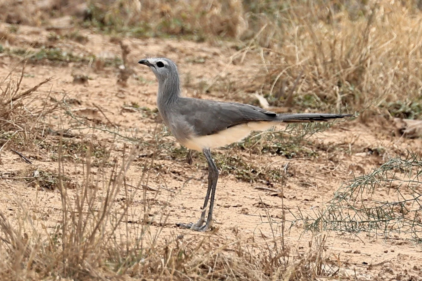 Black-legged Seriema (Chunga burmeisteri) Agua Dulce Paraguay (10).jpg