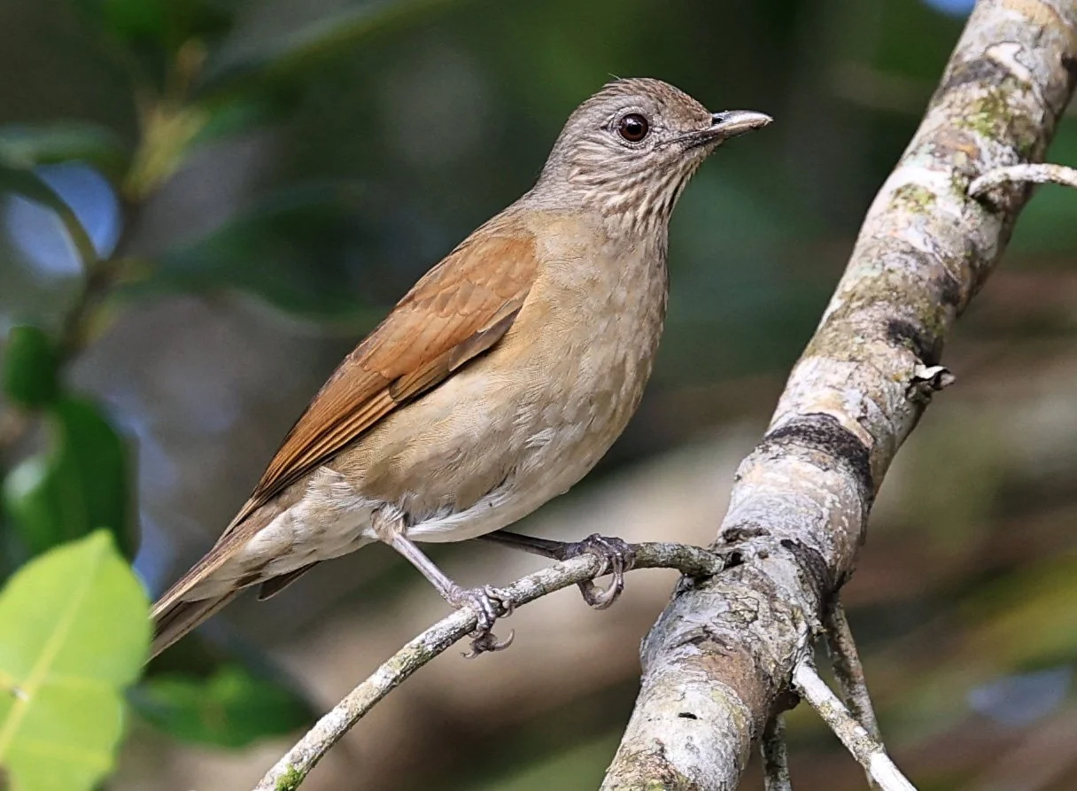 Pale-breasted Thrush (Turdus leucomelas) Superagui National Park, Brazil (4).jpg