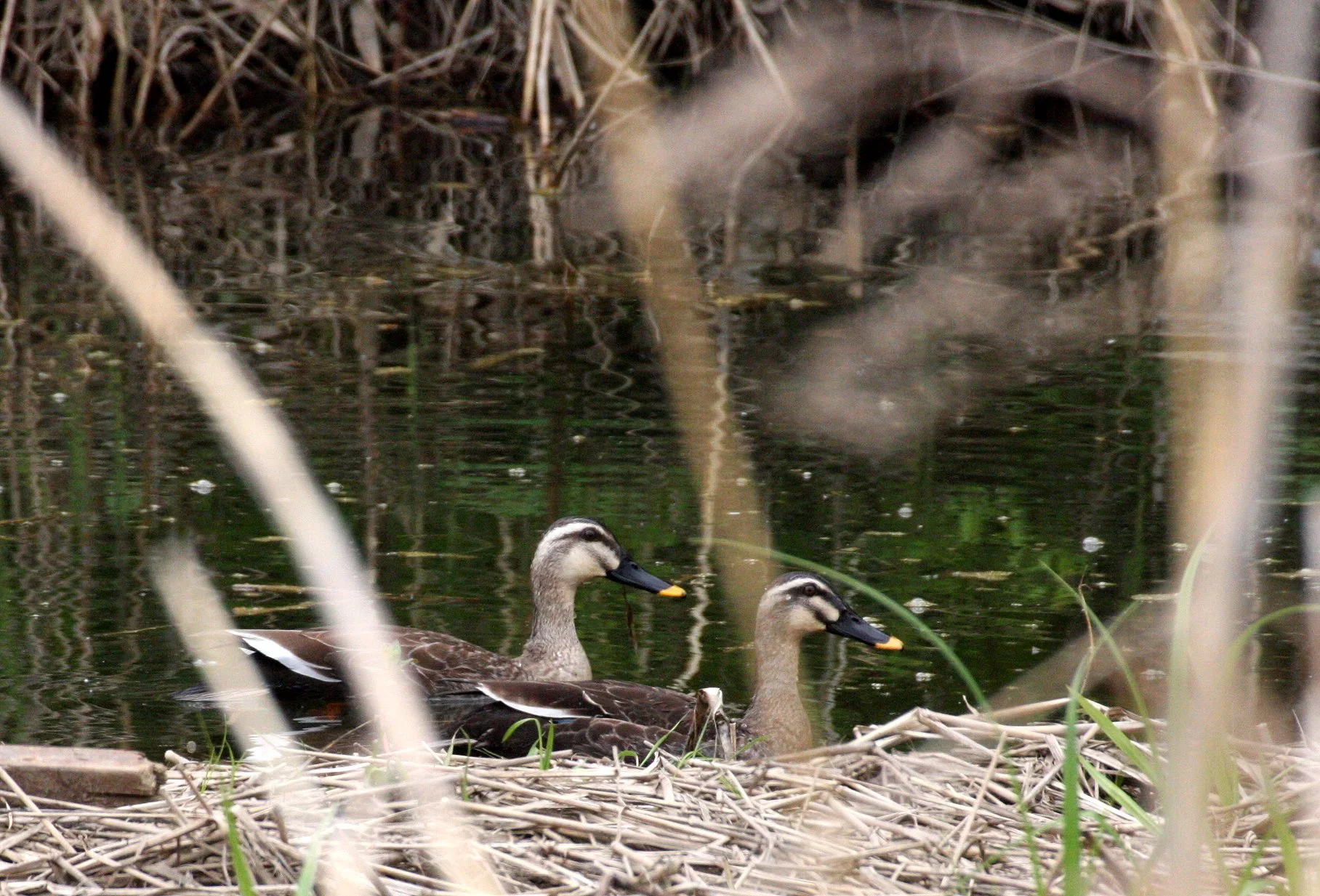 DUCK - EASTERN SPOT-BILLED DUCK - Anas zonorhyncha - KAWAUCHI JAPAN - SHIMOKITA PENINSULA (2).JPG