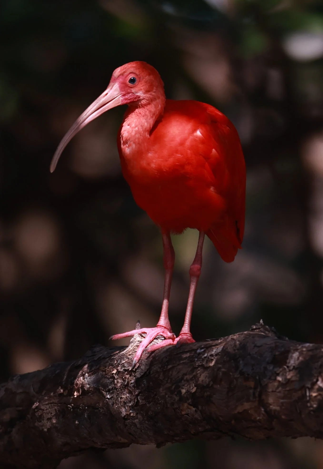 Ibis - Scarlet Ibis - Eudocimus ruber - 29 Songkaow Cafe, Chachoengsao Thailand (296).jpg