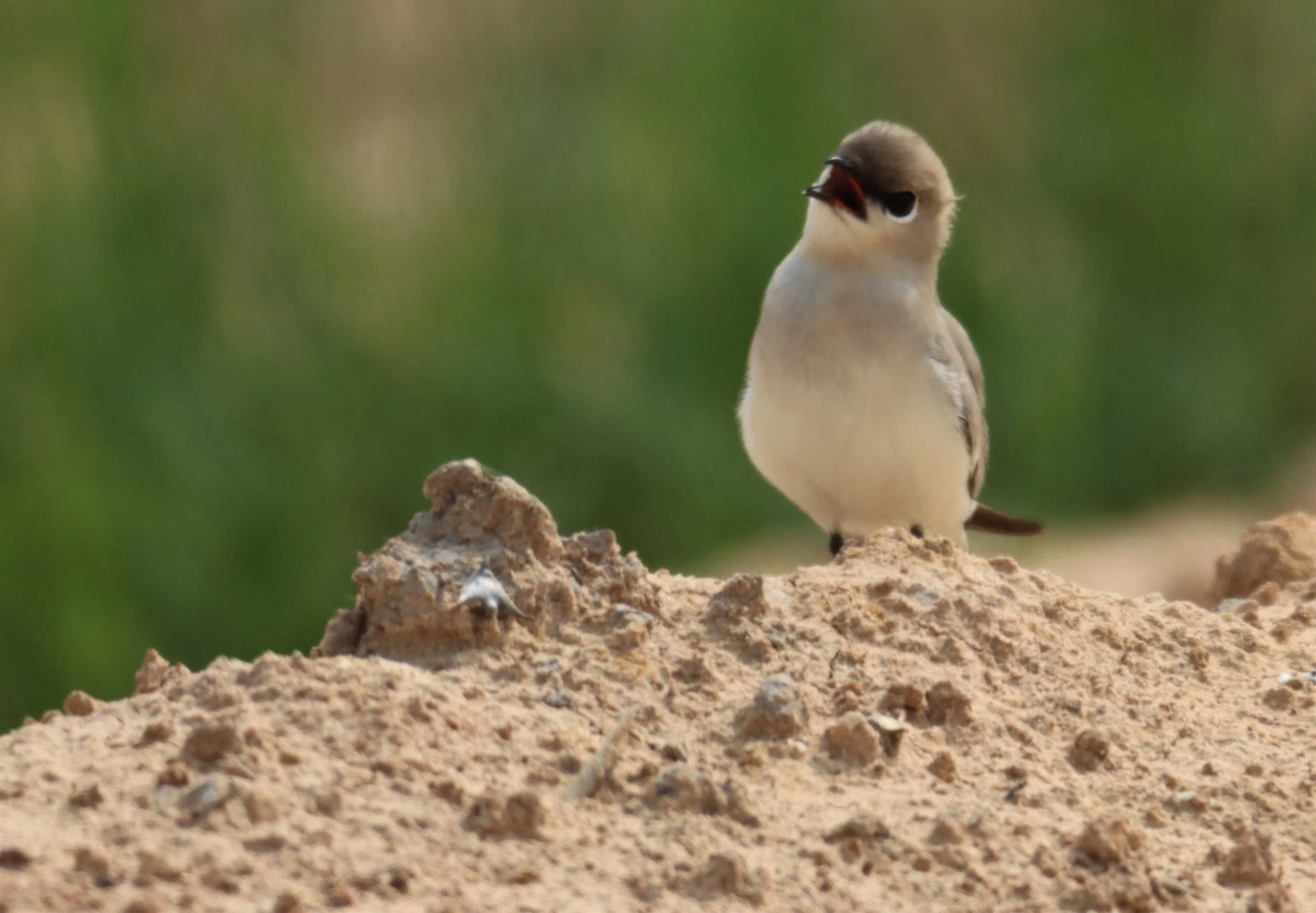 PRATINCOLE - SMALL PRATINCOLE - Glareola lactea - KABIN BURI WETLANDS 15KM OUT ON 304 (240).jpg