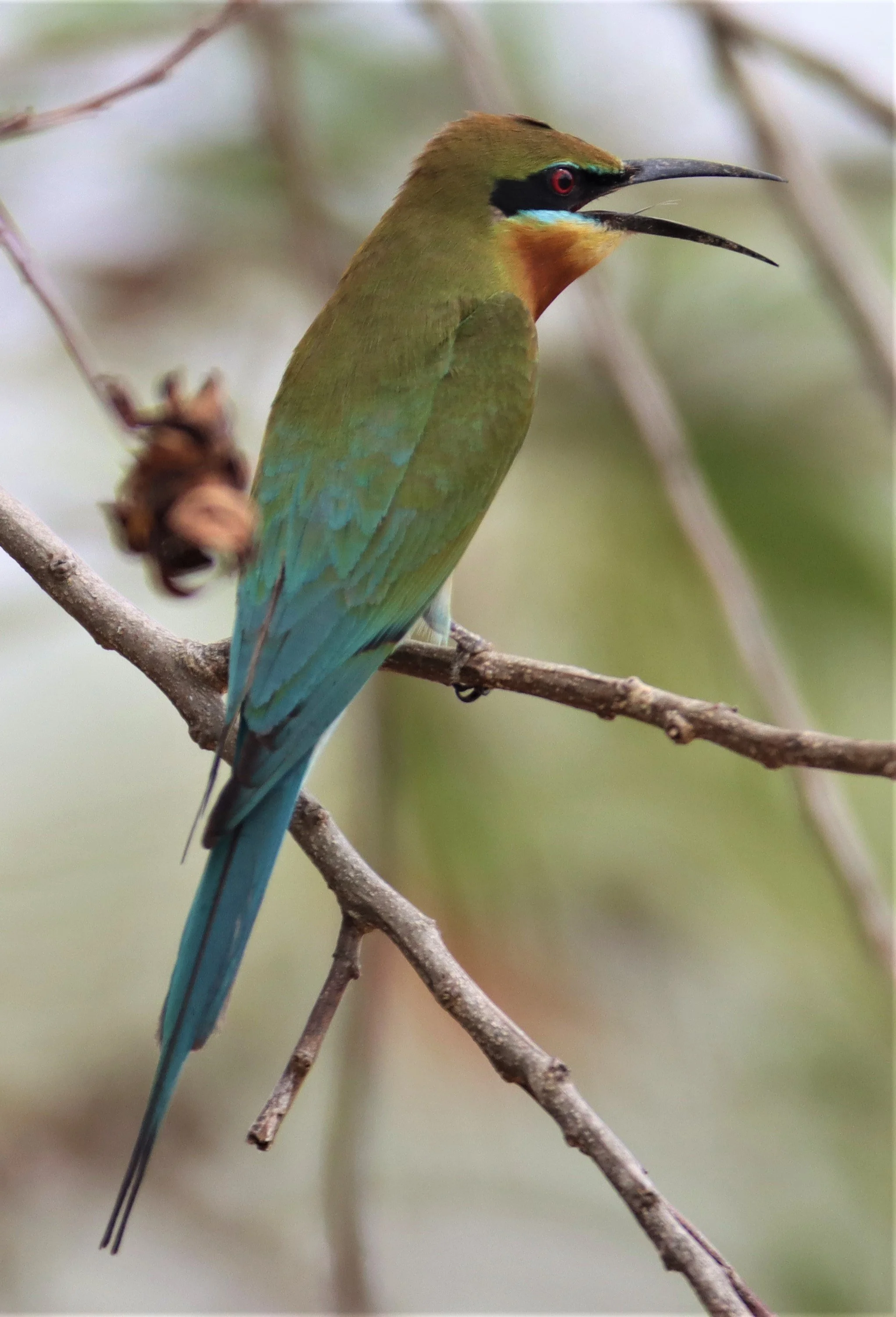 BEE-EATER - BLUE-TAILED BEE-EATER - Merops philippinus - KABIN BURI WETLANDS IN TOWN (4).jpg