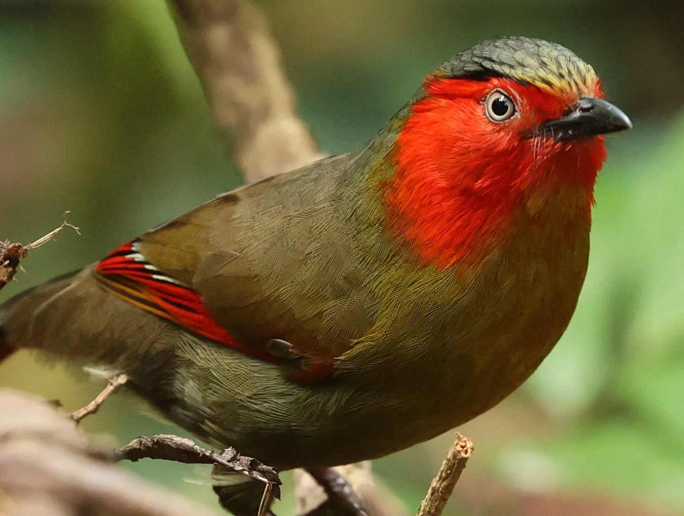LIOCICHLA - SCARLET-FACED LIOCICHLA - Liocichla ripponi - DOI PHA HOM POK NP DOI LANG EAST FEB 2022 (81).jpg