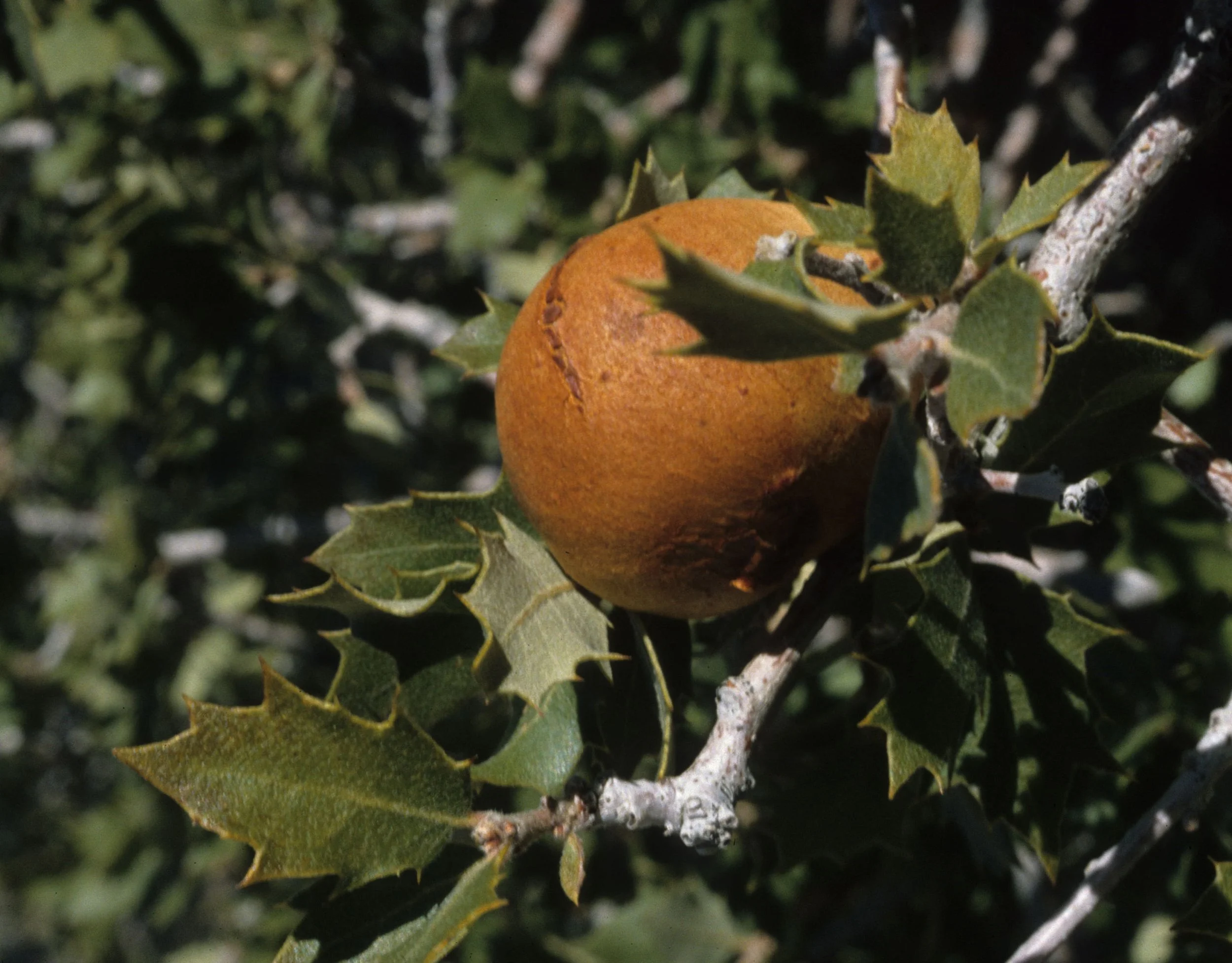 ANZA BORREGO - FACACEAE - QUERCUS TURBINELLA - TURBIN OAK.jpg