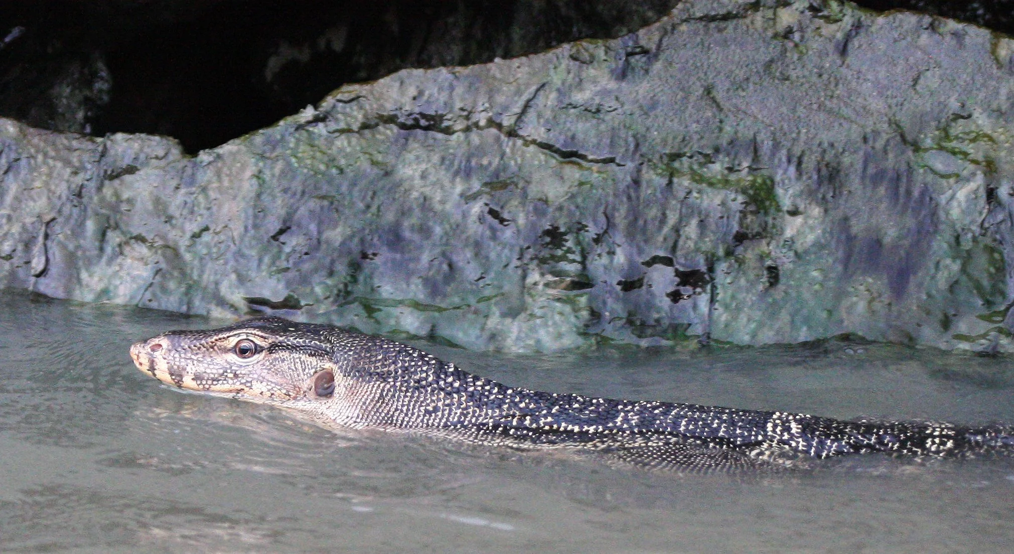 Varanus salvator macromaculatus - SOUTHEAST ASIAN WATER MONITOR LIZARD - BANGKOK THONBURI CANALS (6).JPG