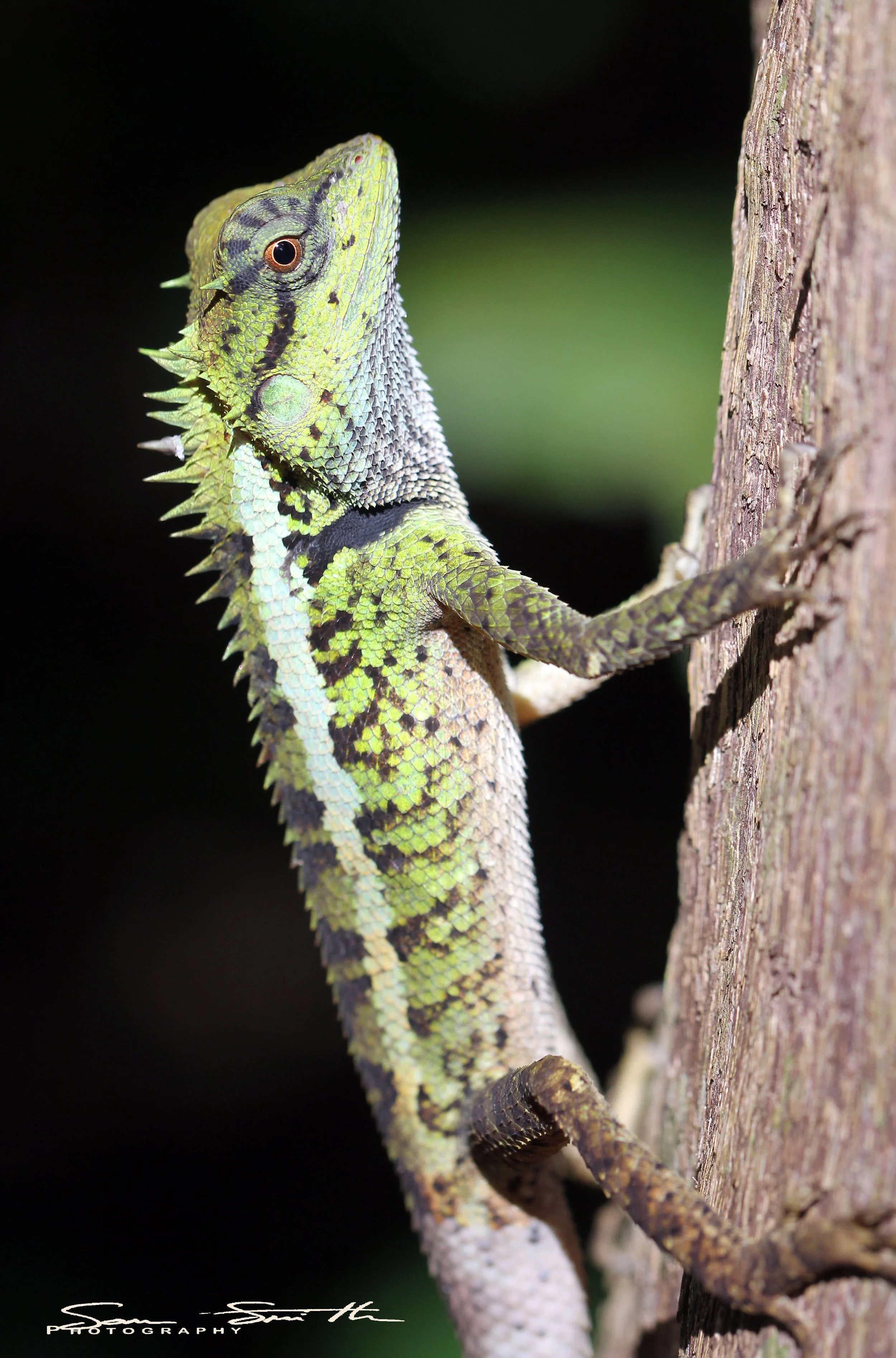 Calotes emma - EMMA GRAY'S FOREST LIZARD - KOH LANTA THAILAND (16).JPG