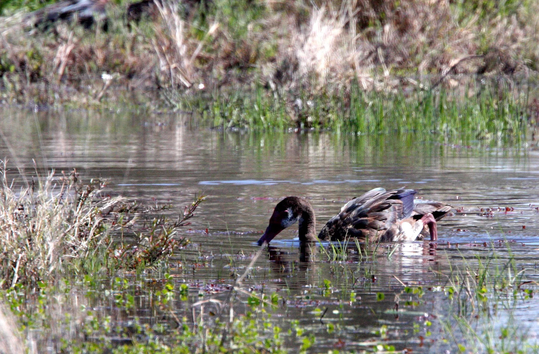 GOOSE - SPUR-WINGED GOOSE - Plectropterus gambensis - KHWAI CAMP OKAVANGO BOTSWANA (19).JPG
