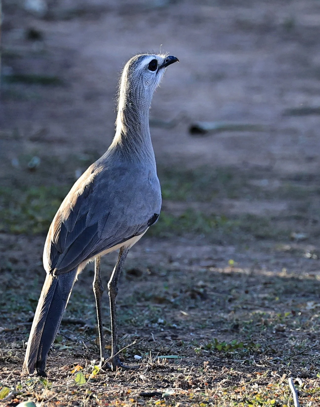 Black-legged Seriema (Chunga burmeisteri) Parque Nacional Teniente Agripino Enciso (4).jpg