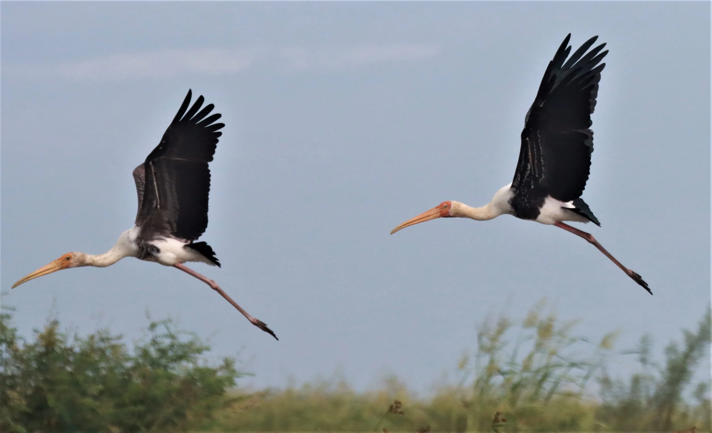 STORK - PAINTED STORK - Mycteria leucocephala - BUENG BORAPHET NAKHON SAWAN AUGUST 2021 (6).jpg