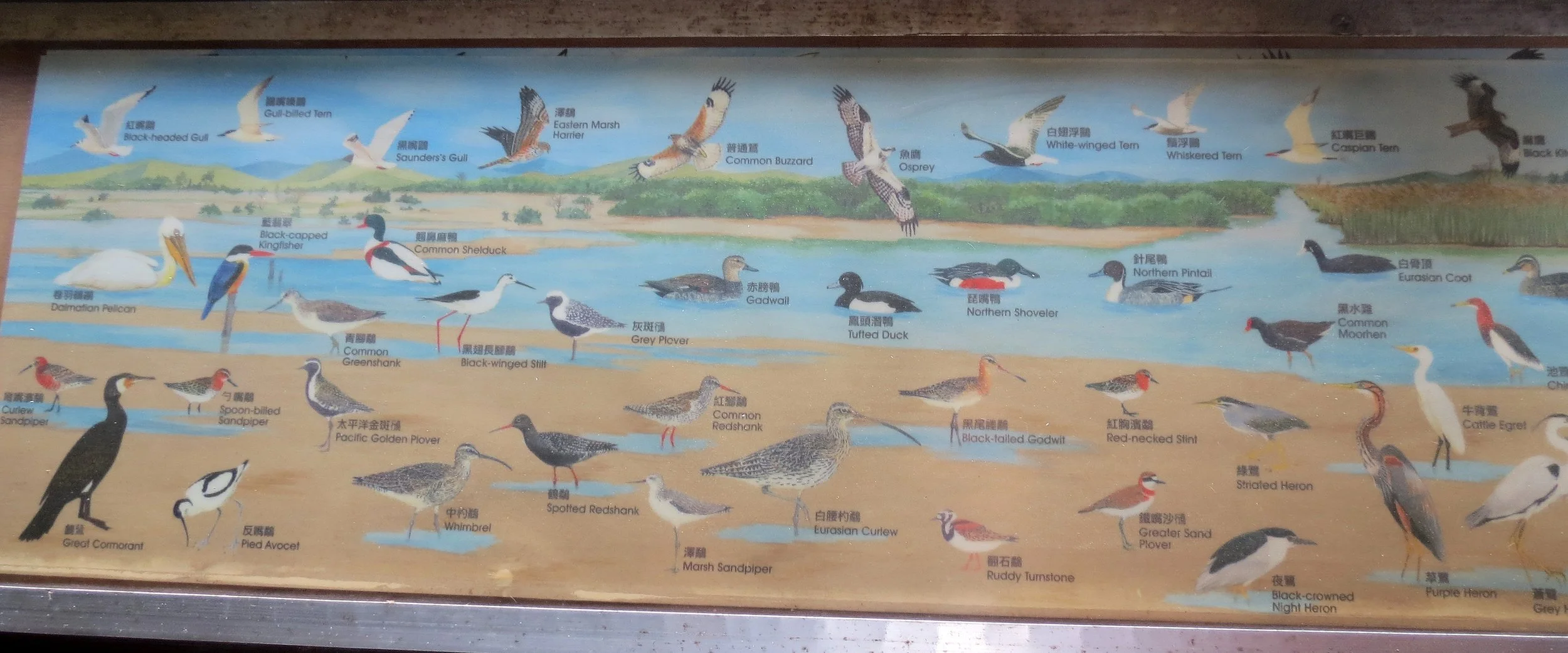 MAI PO WETLANDS HONG KONG (54).JPG