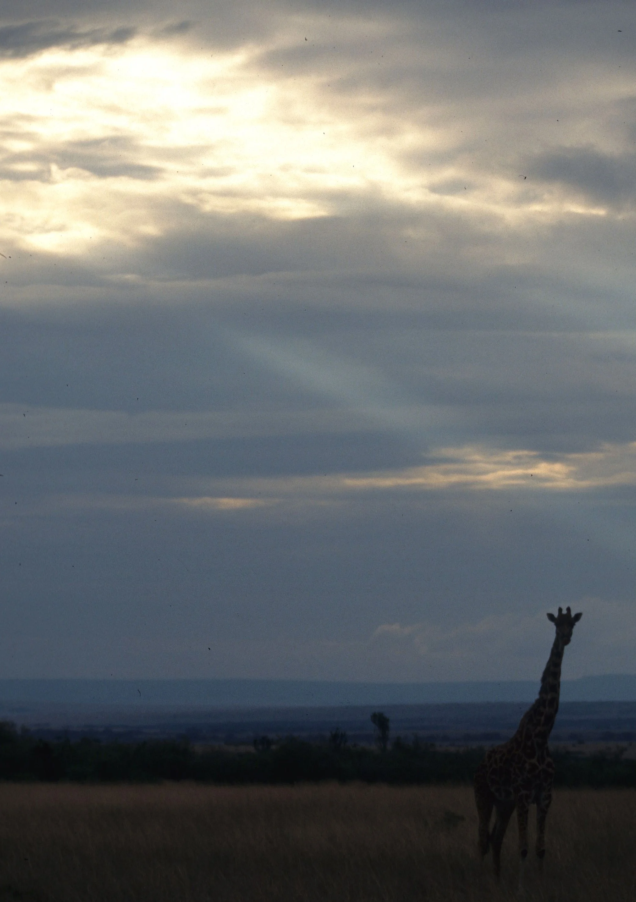 GIRAFFE-MASAI-SERENGETI 19.jpg