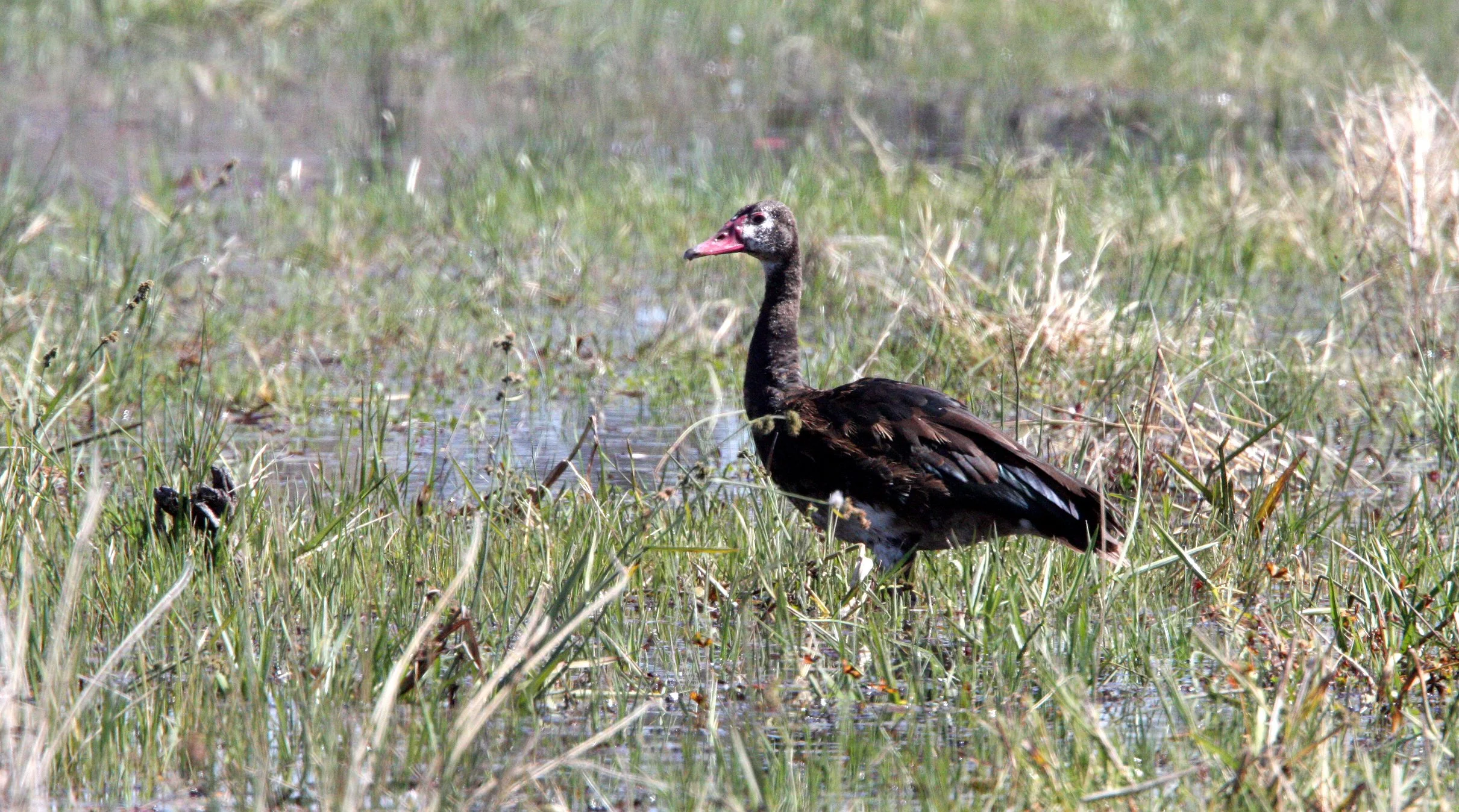 GOOSE - SPUR-WINGED GOOSE - Plectropterus gambensis - KHWAI CAMP OKAVANGO BOTSWANA (16).JPG