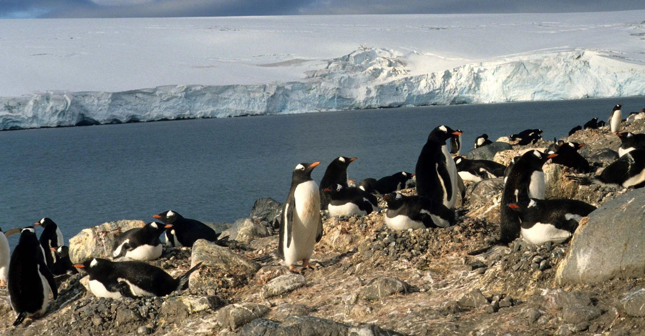 Gentoo Penguin (Pygoscelis papua) Antarctic Peninsula scanned slides 1996 (13).jpg