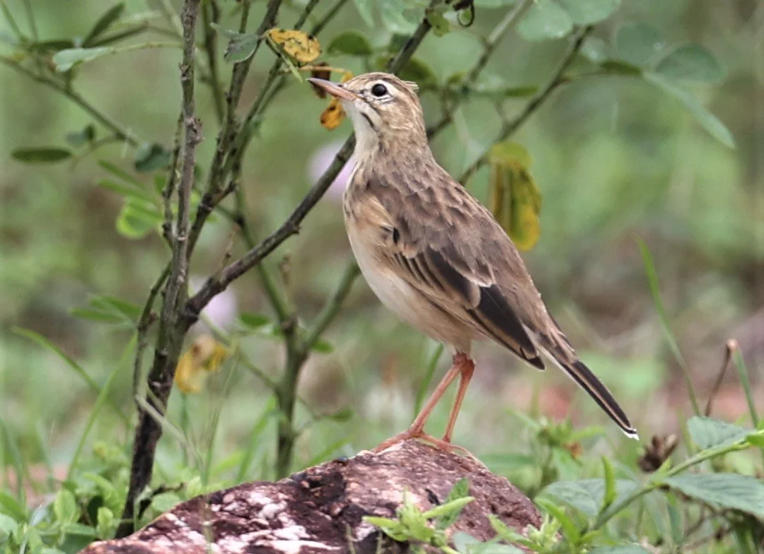 Paddyfield Pipit (Anthus rufulus) PHU PLU SCRUBLANDS PETBURI (4).jpg