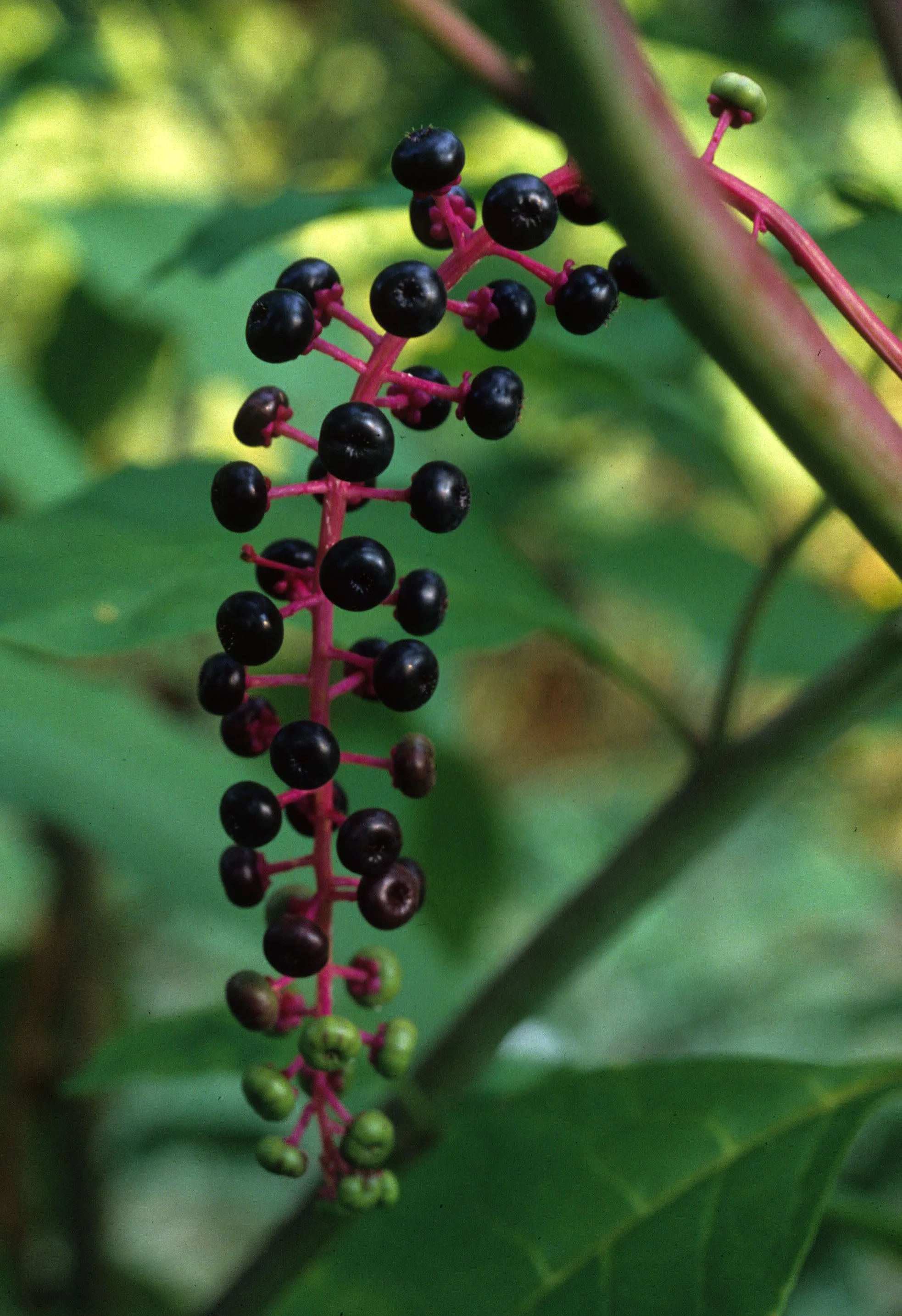ILLINOIS - RIBES SPECIES - WILD CURRANT.jpg
