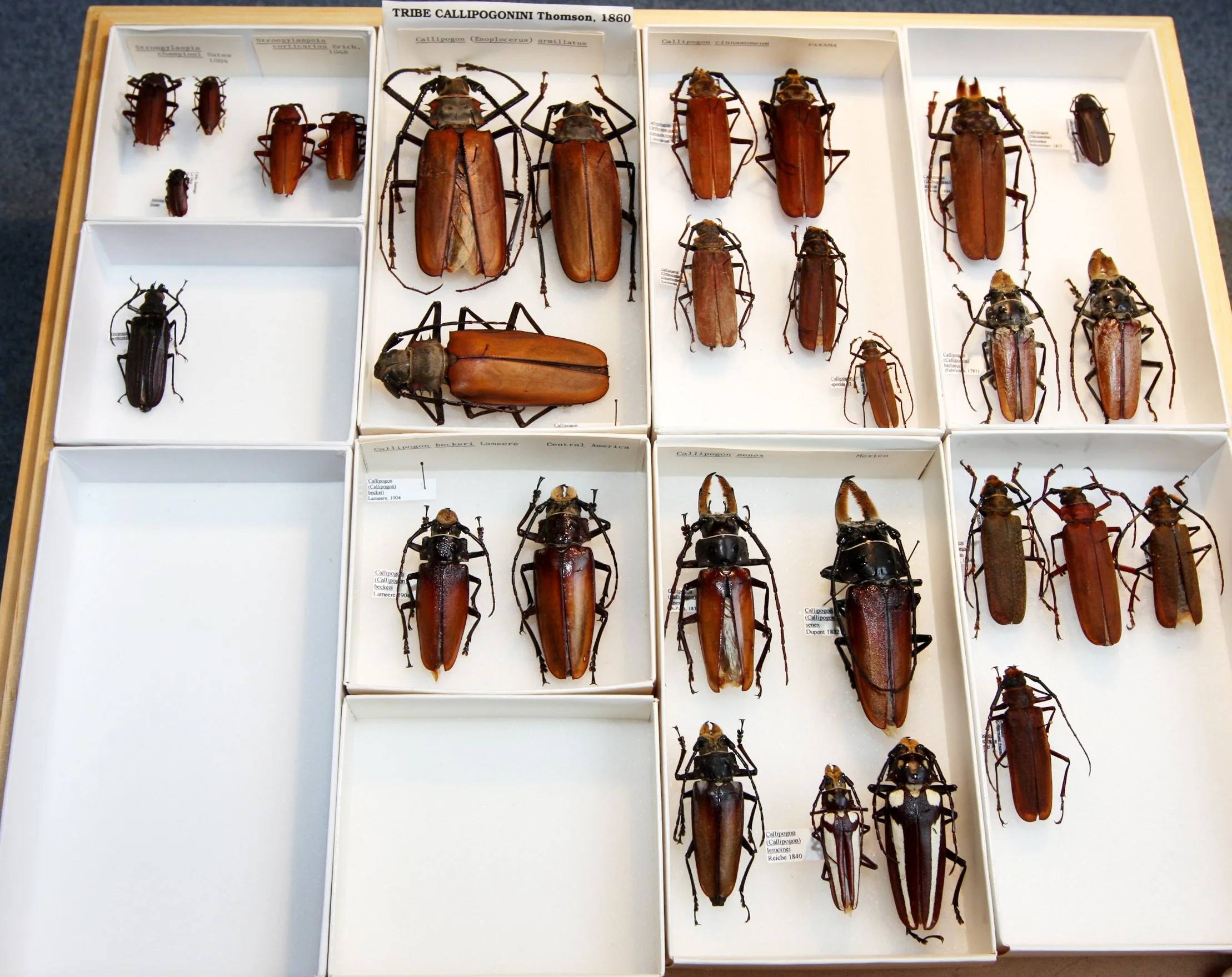 Prioninae 5  Callipogon.JPG