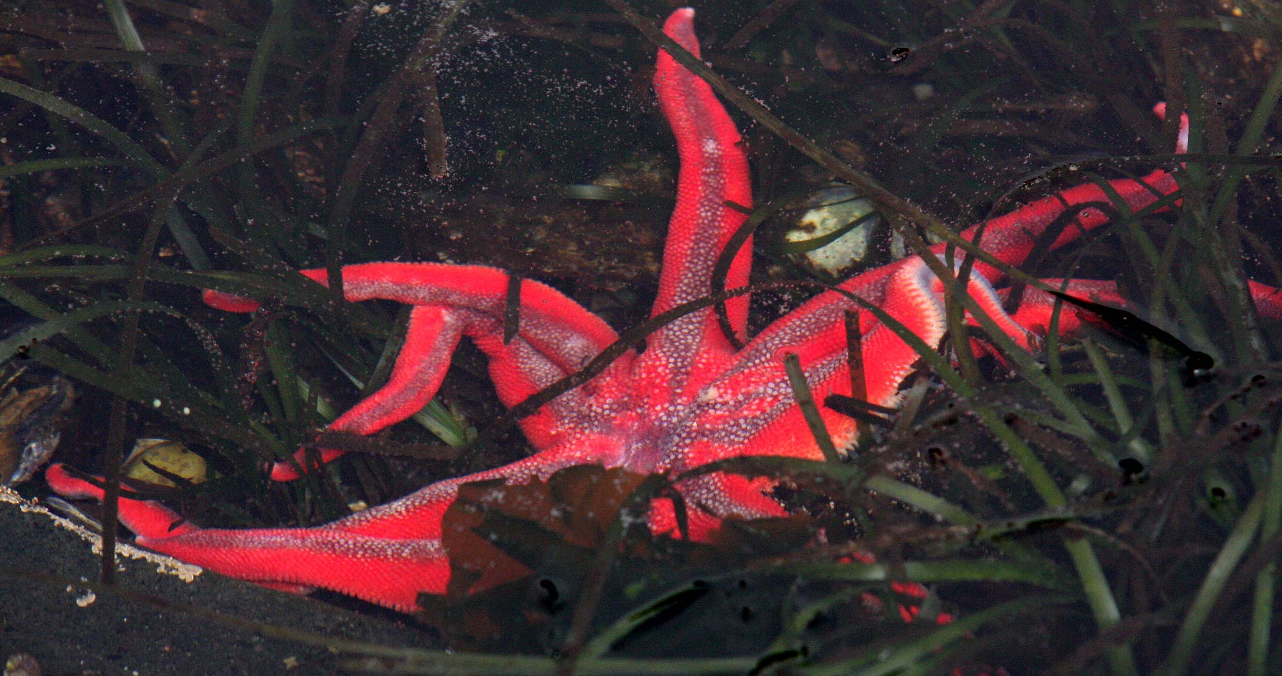INVERTS - MARINE INTERTIDAL - ECHINODERMATA - SUN STAR - SOLASTER STIMPSONI - SALT CREEK WA (3).JPG