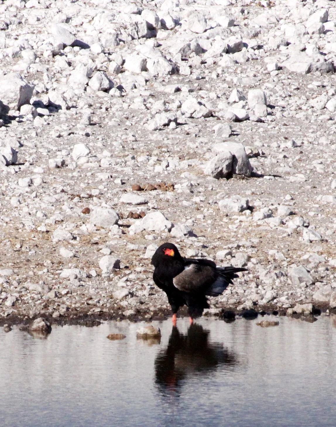 Terathopius ecaudatus - BATELEUR EAGLE - ETOSHA NATIONAL PARK NAMIBIA.JPG