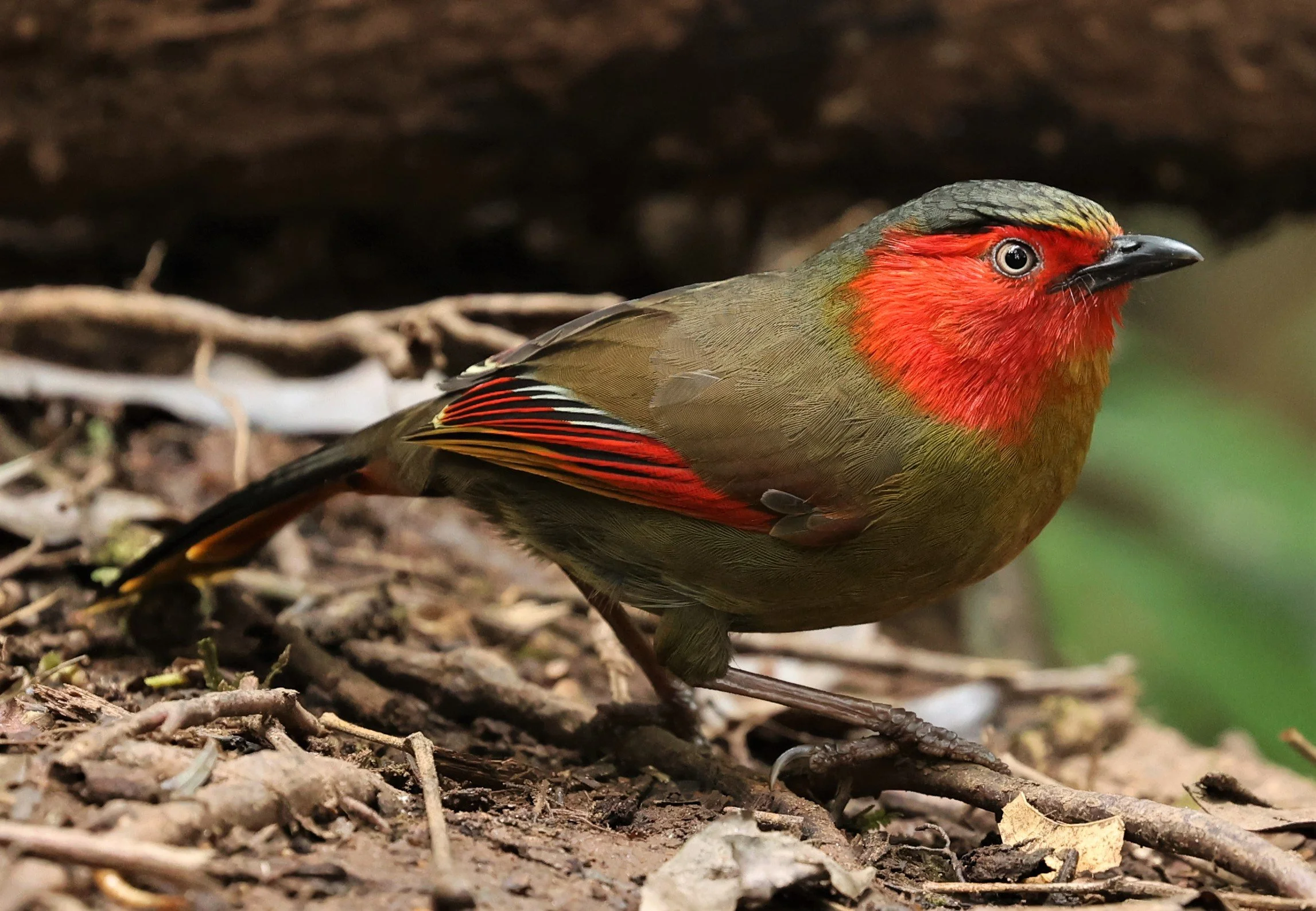 LIOCICHLA - SCARLET-FACED LIOCICHLA - Liocichla ripponi - DOI PHA HOM POK NP DOI LANG EAST FEB 2022 (90).jpg