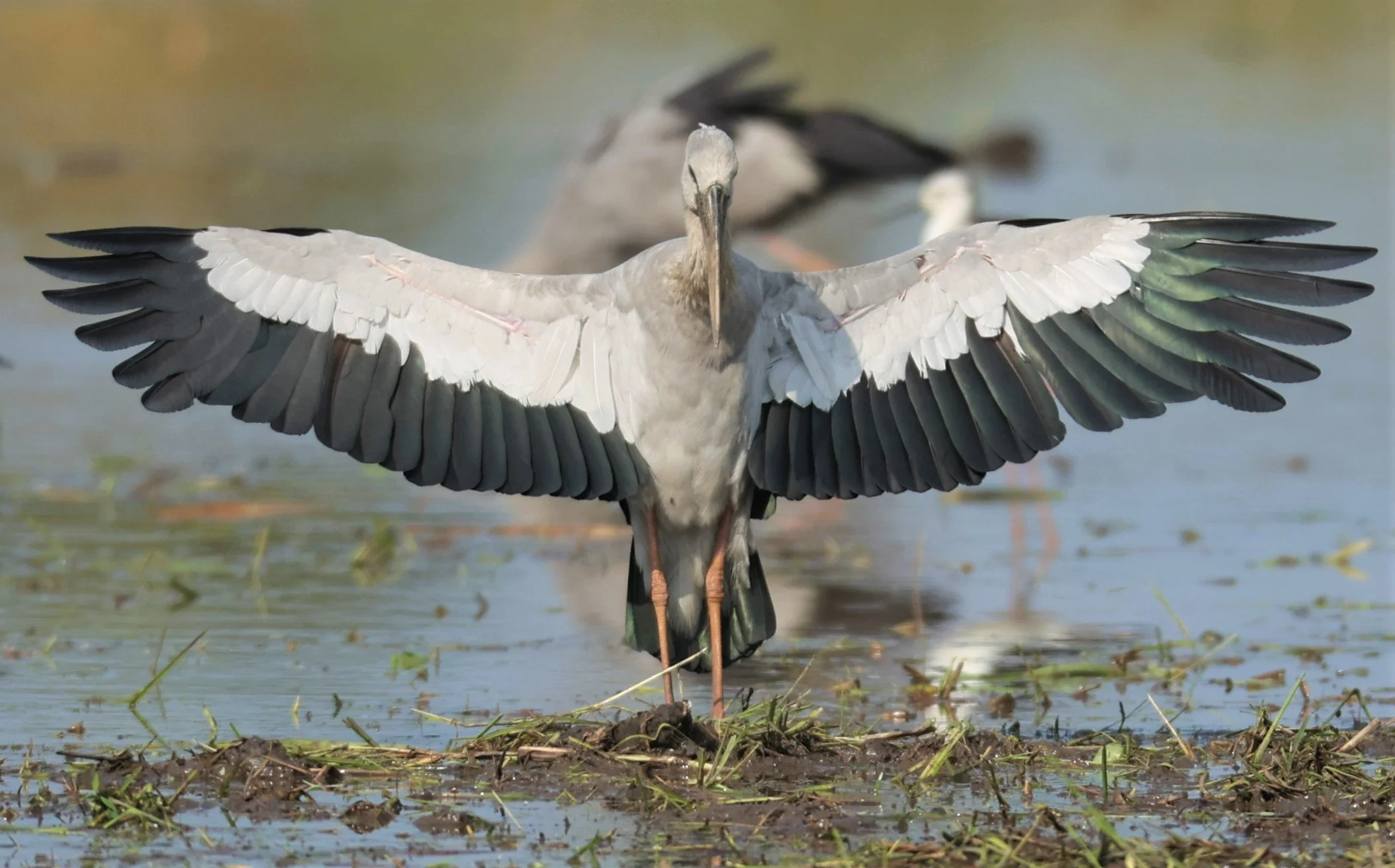 STORK - ASIAN OPENBILL - Anastomus oscitans - PATHUM THANI RICE RESEARCH CENTER 23 JAN 2022 (4).jpg