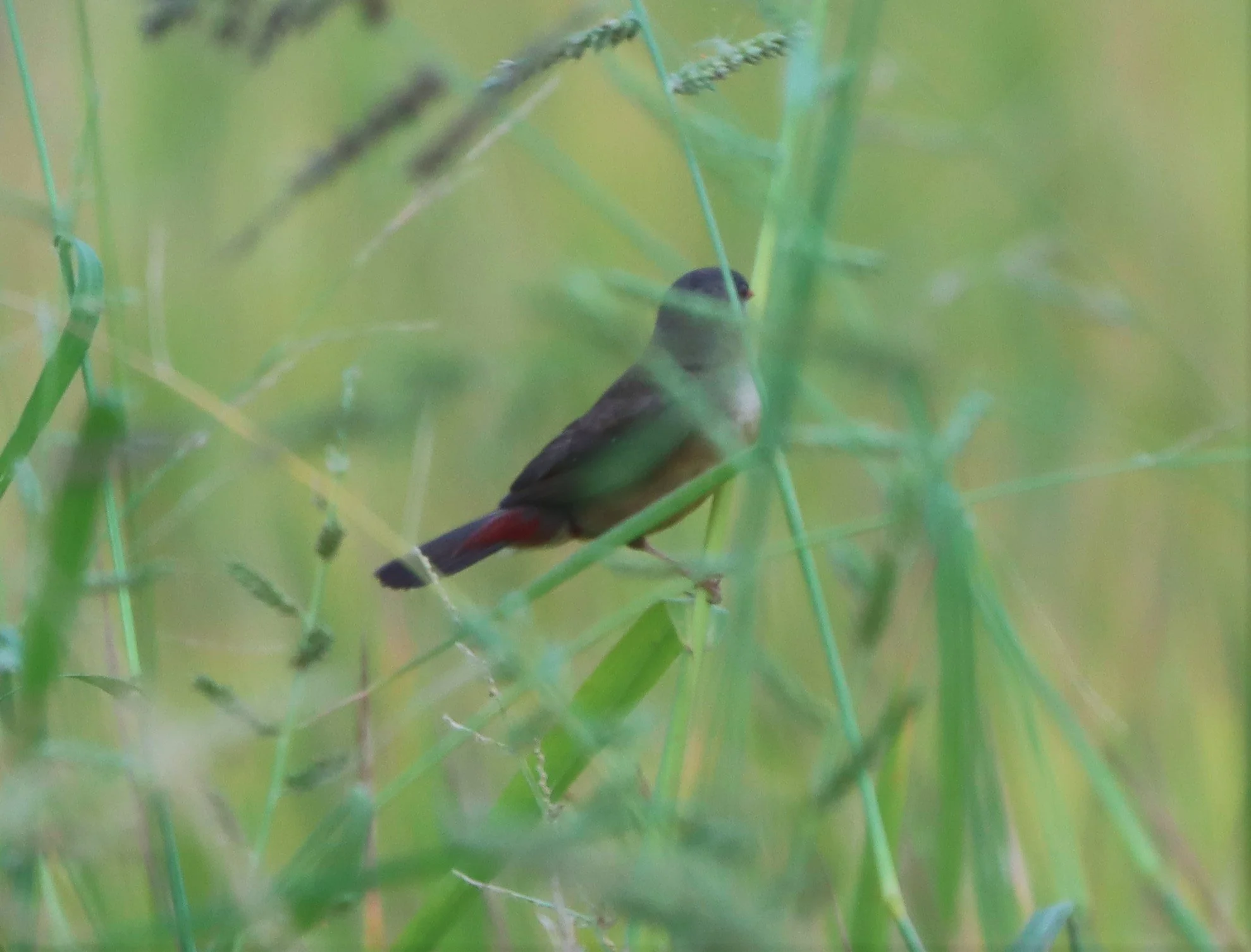 RED AVADAVAT - Amandava amandava - LAT KRABANG WETLANDS - ID ONLY (1).jpg