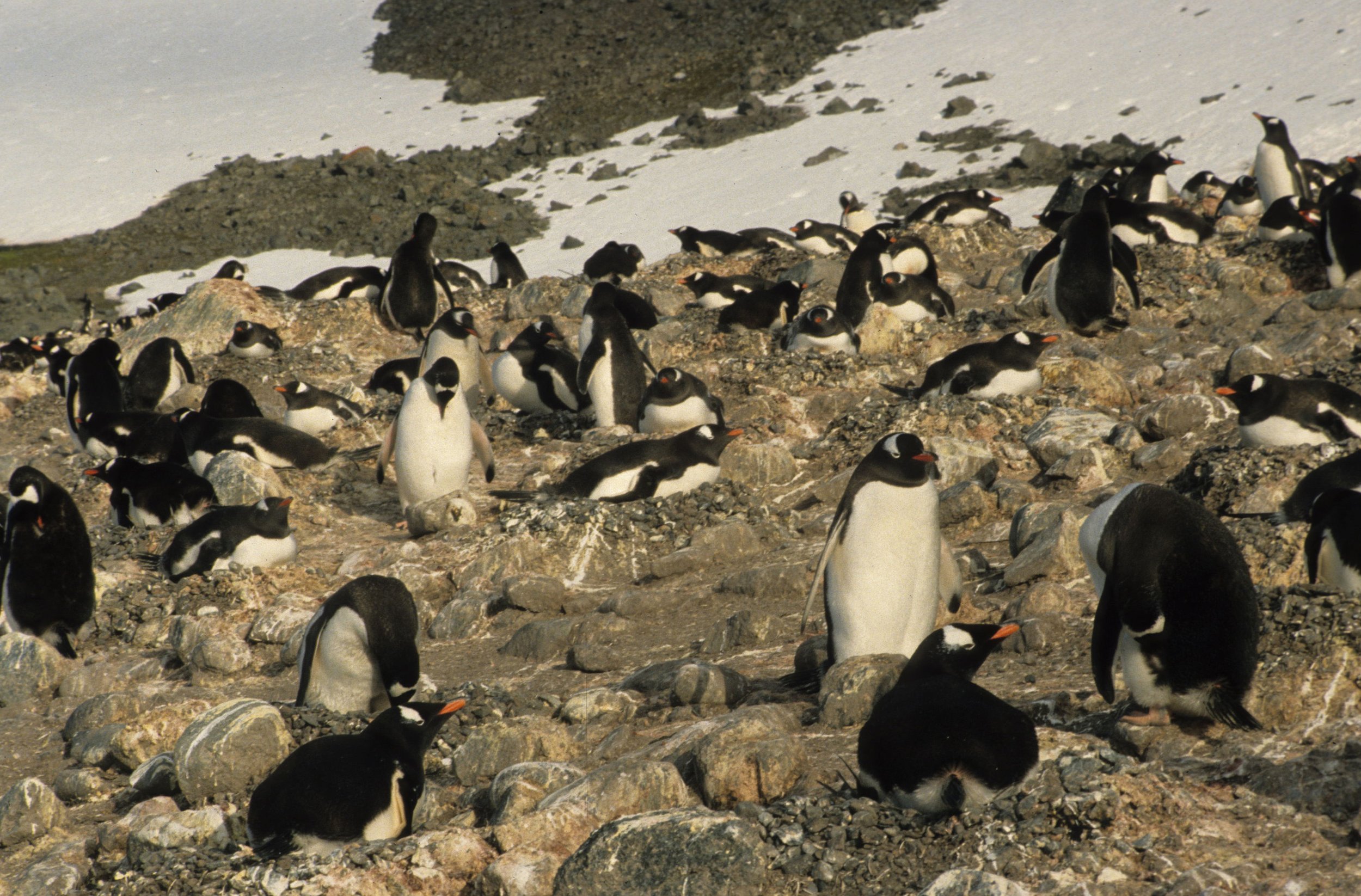 Gentoo Penguin (Pygoscelis papua) Danco Island Antarctic Peninsula (10).jpg