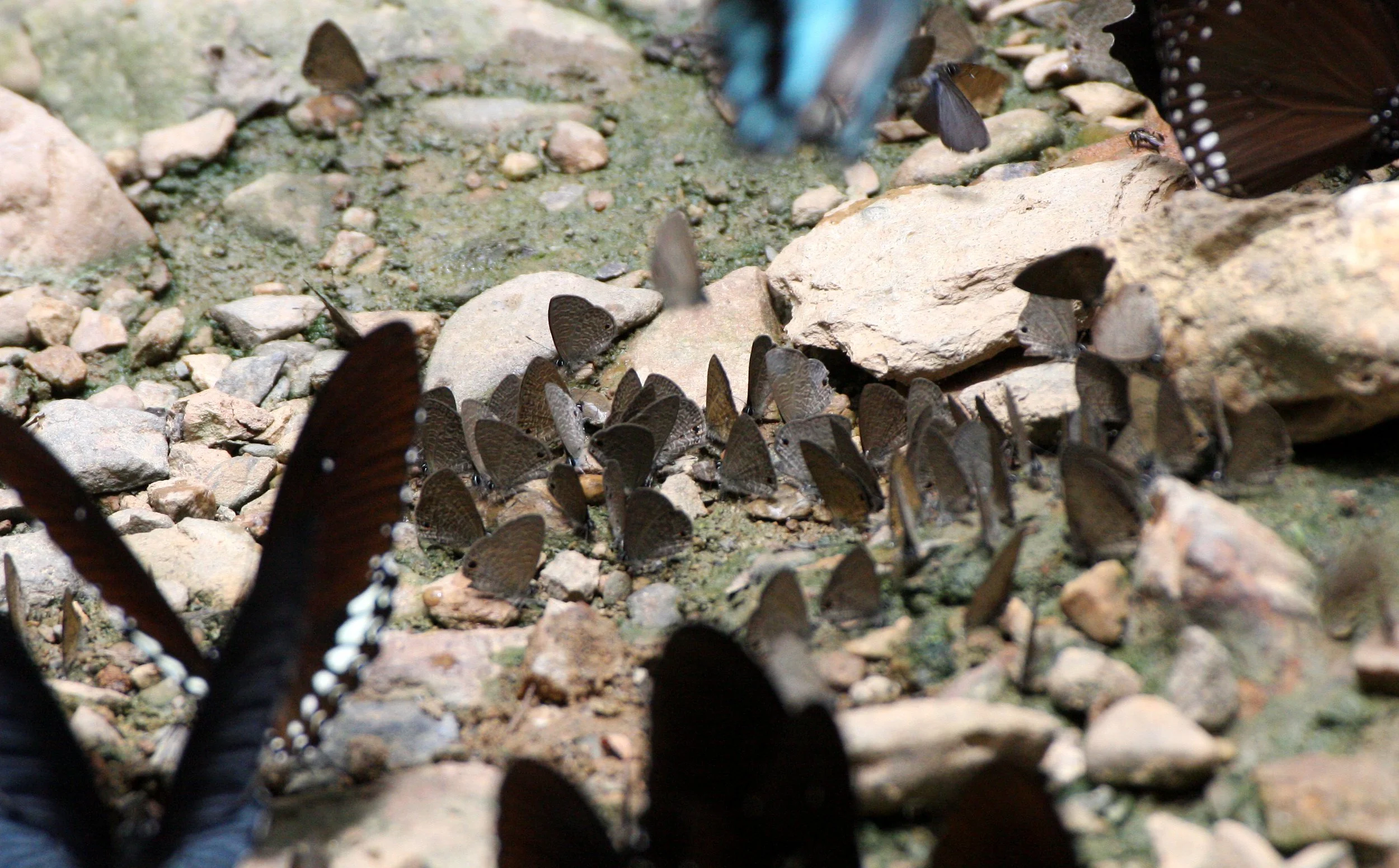Lycaenidae - Species Unidentified - Kaeng Krachan Thailand