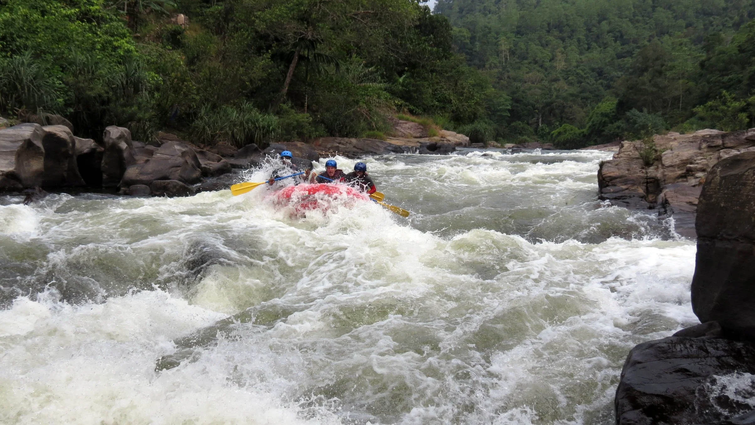 KITULGALA FOREST PRESERVE SRI LANKA (81).JPG