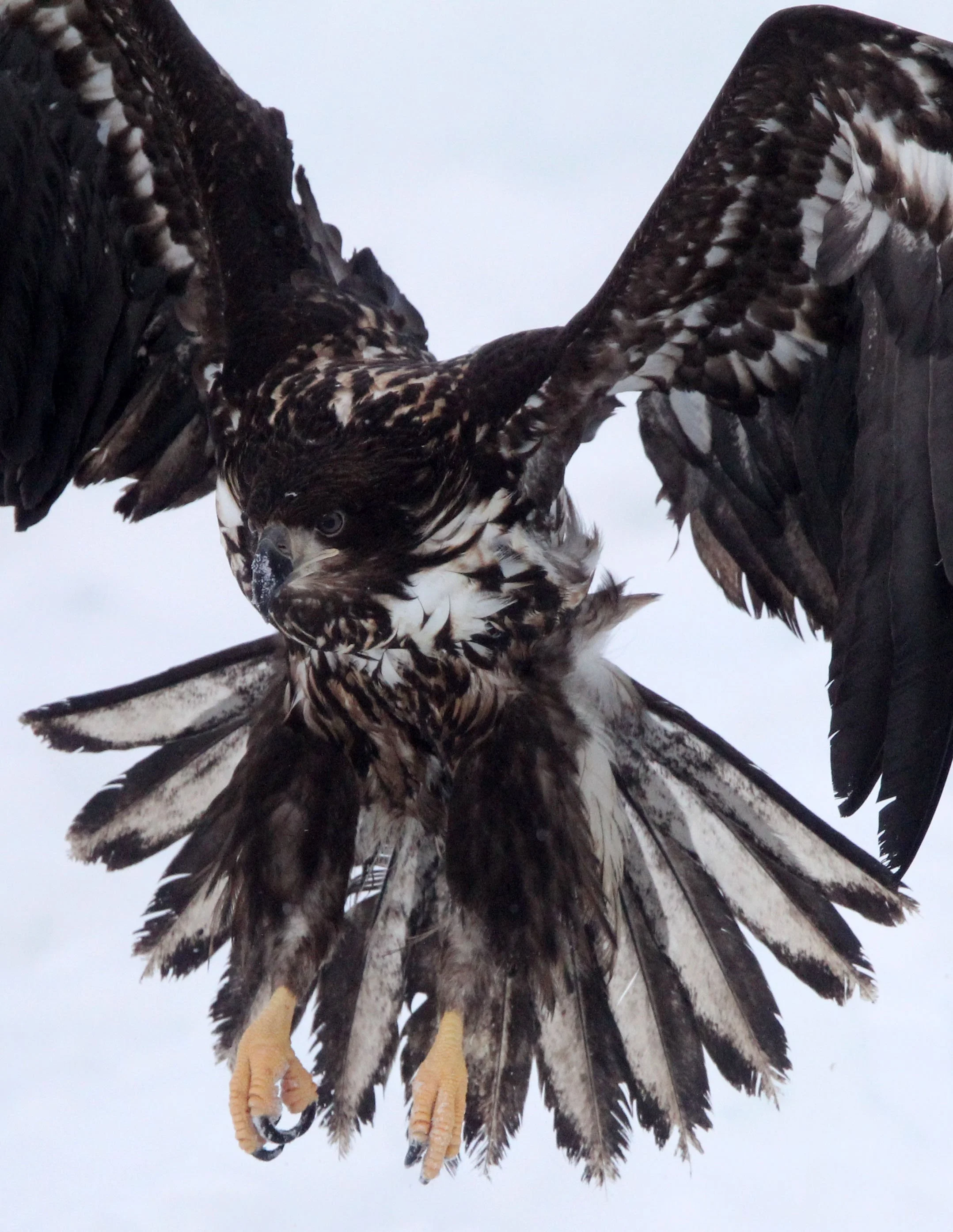 Haliaeetus albicilla - WHITE-TAILED EAGLE - RAUSU, SHIRETOKO PENINSULA, HOKKAIDO JAPAN (280).JPG
