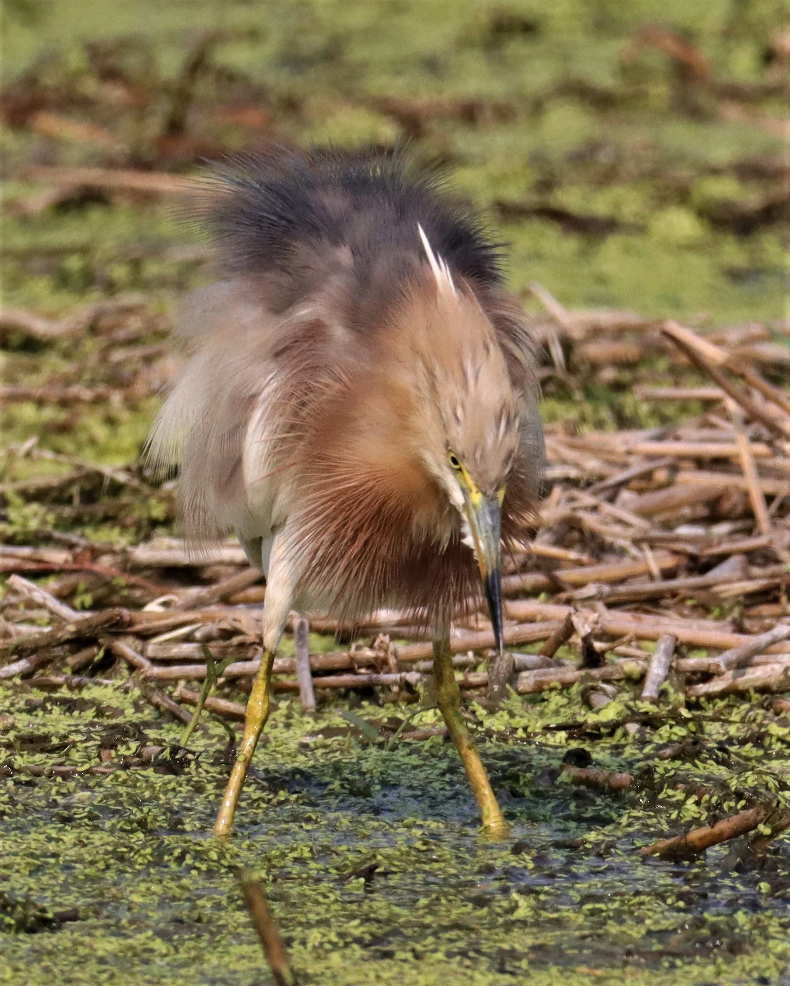 HERON - JAVAN POND HERON - Ardeola speciosa - LAT KRABANG WETLANDS NEAR BKK (18).jpg