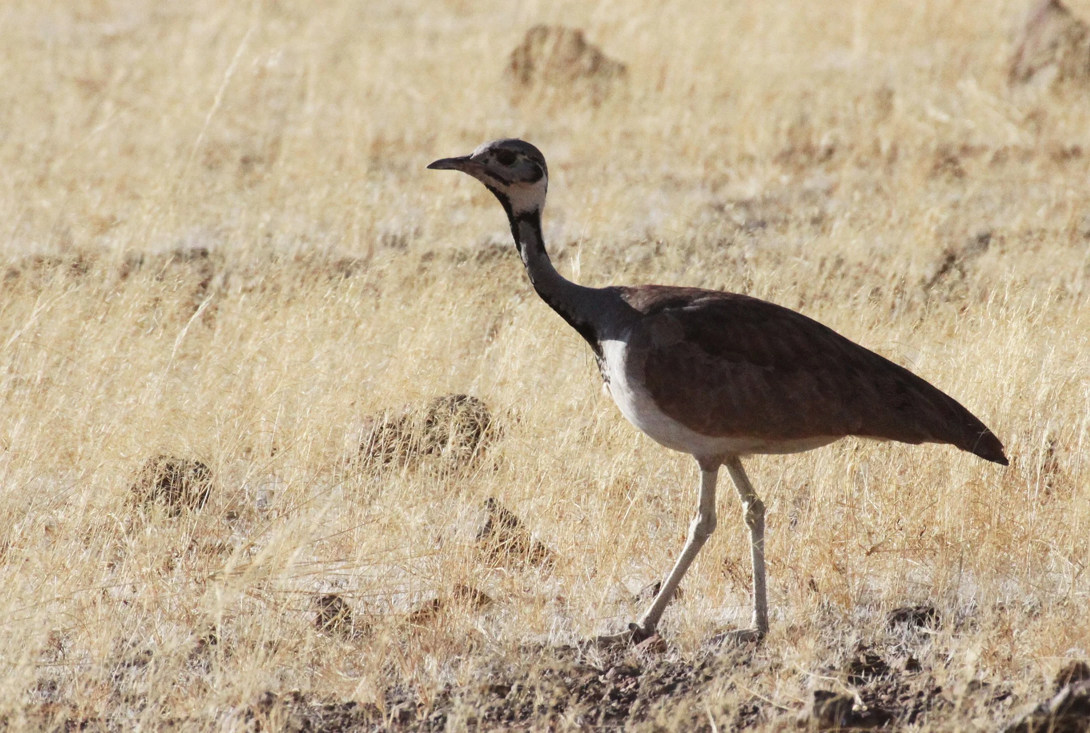 Ruppell's Korhaan (Eupodotis reupellii) Damaraland Namibia (15).JPG