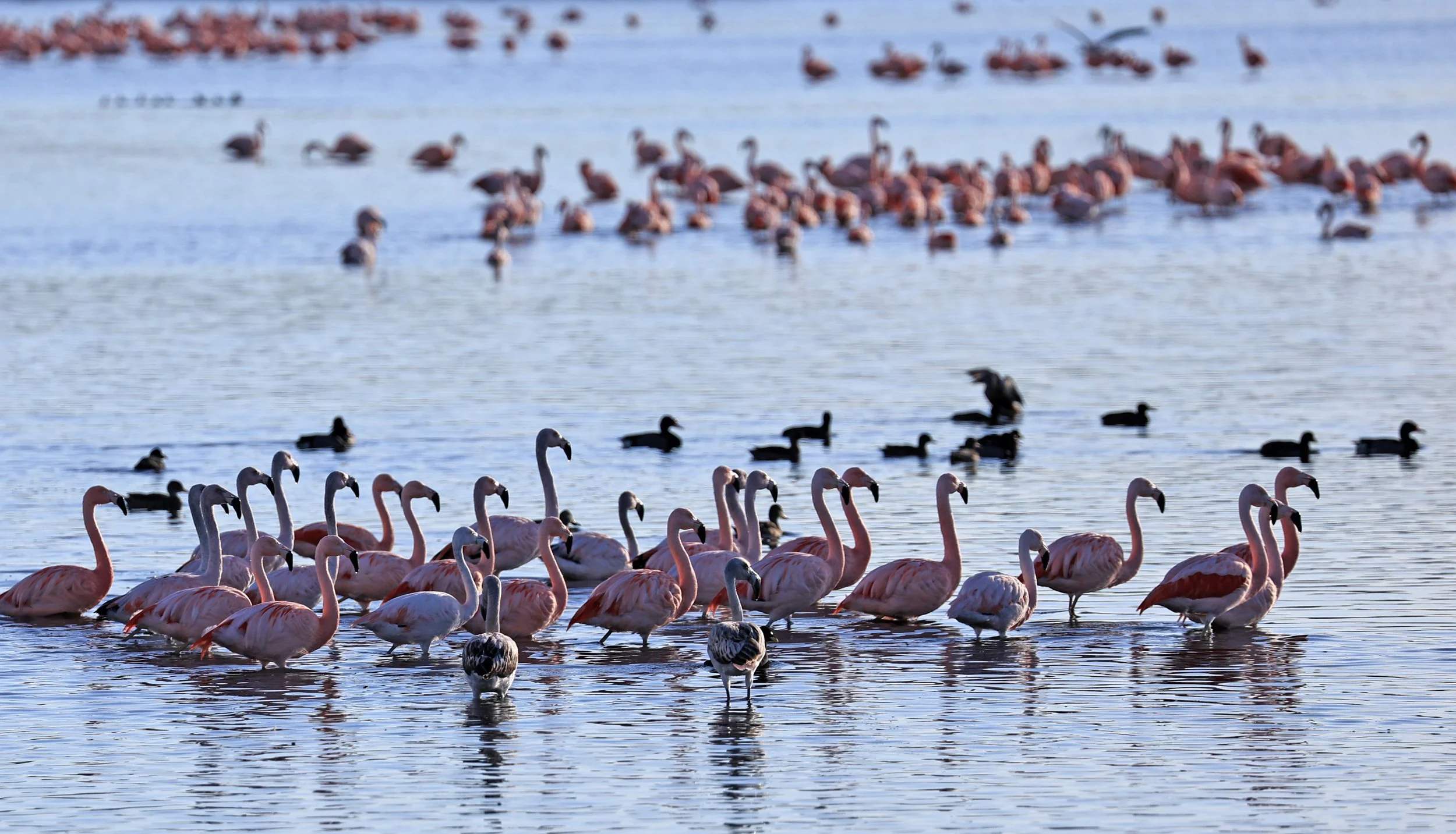 Chilean Flamingo (Phoenicopterus chilensis) Lagunas del Ornitólogo, Trelew Argentina (7).jpg