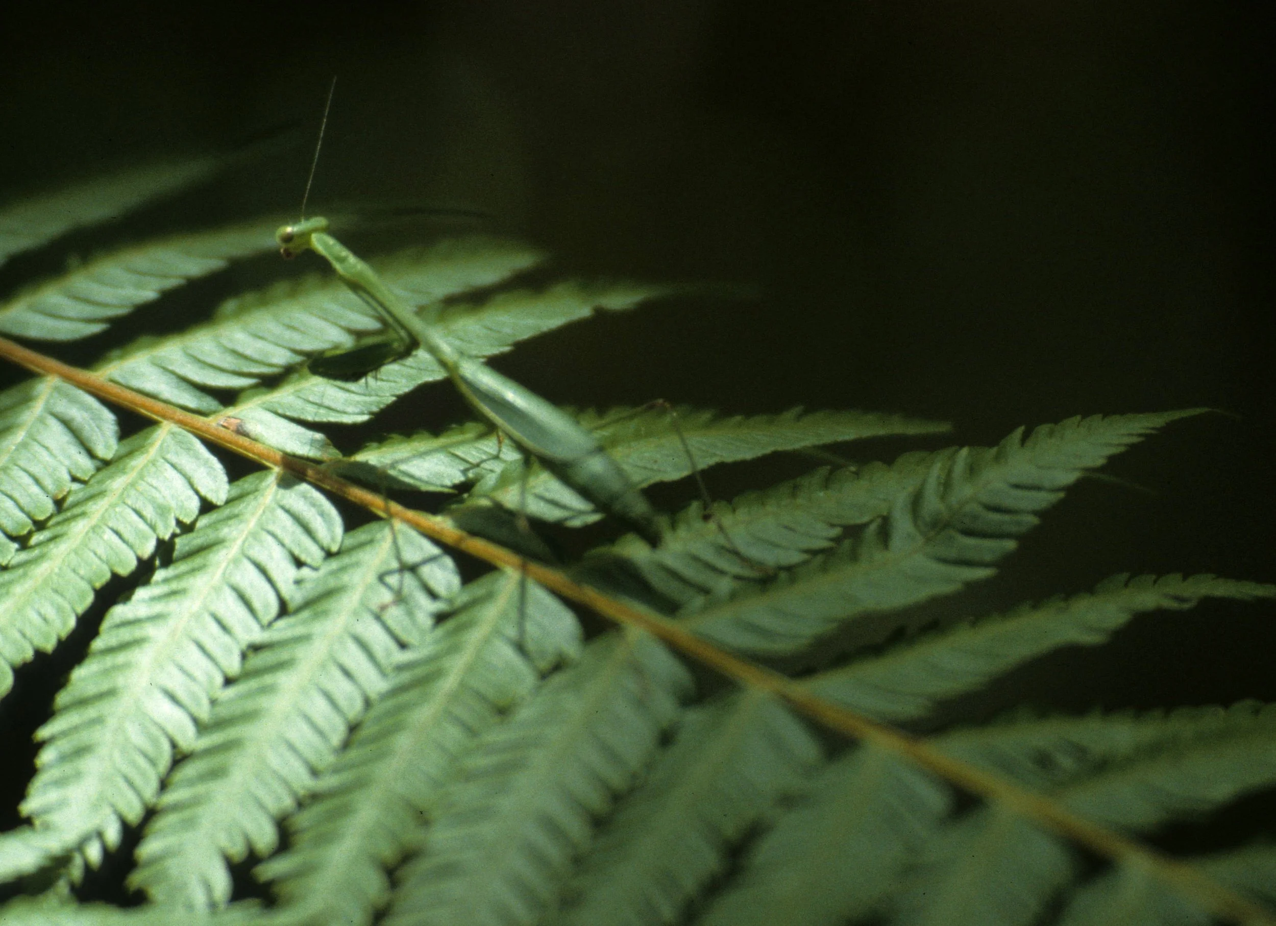 INVERT - PRAYING MANTID.jpg