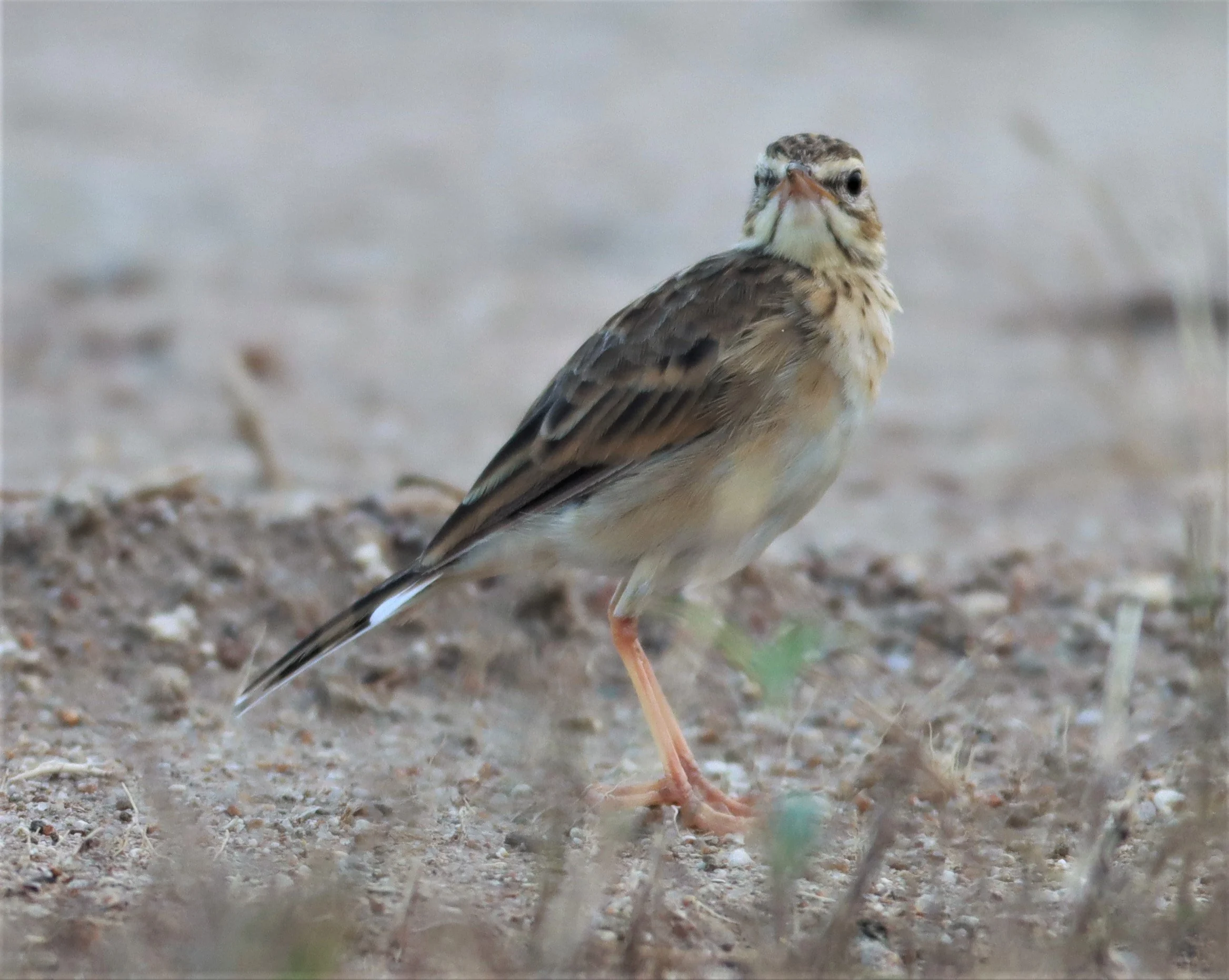 Paddyfield Pipit (Anthus rufulus) PRACHUAP KHIRI KHAN AREA (3).jpg