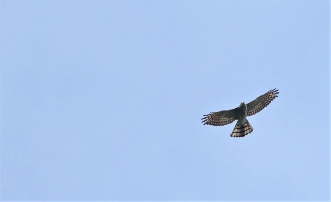 GOSHAWK - CRESTED GOSHAWK - Accipiter trivirgatus - KAENG KRACHAN NATIONAL PARK 16 OCT 2021 (6).jpg