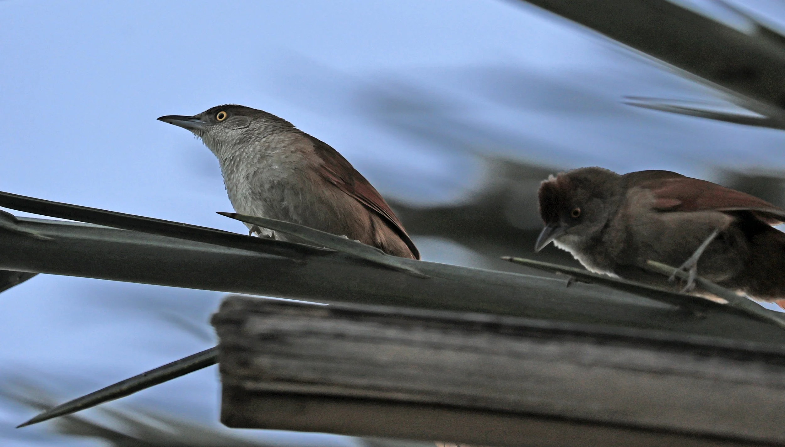 Greater Thornbird (Phacellodomus ruber) Hotel Iparoma Campestre Paraguay (2).jpg