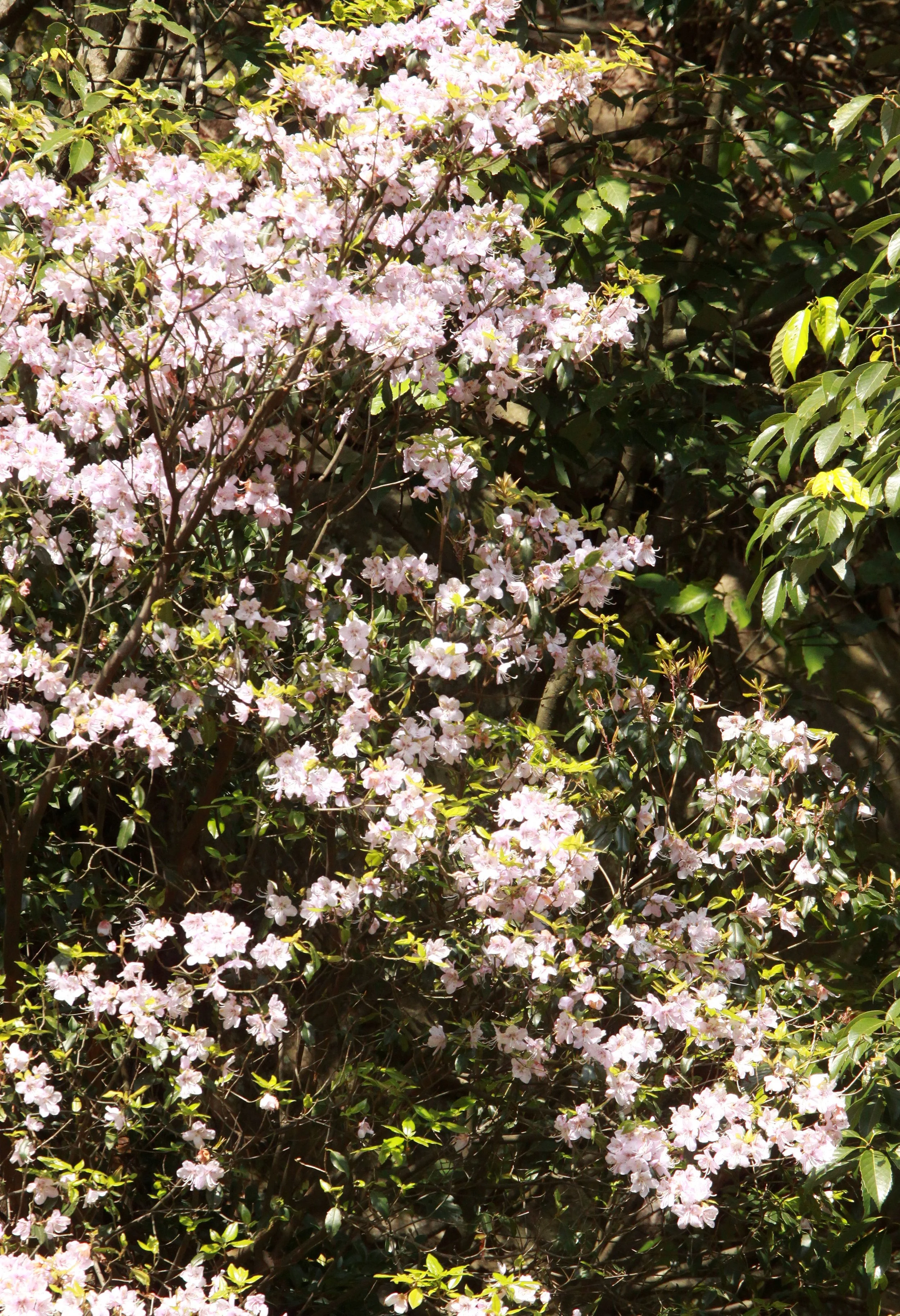 MONKEY VALLEY - FUXI VILLAGE NEAR HUANGSHAN CHINA (107).JPG