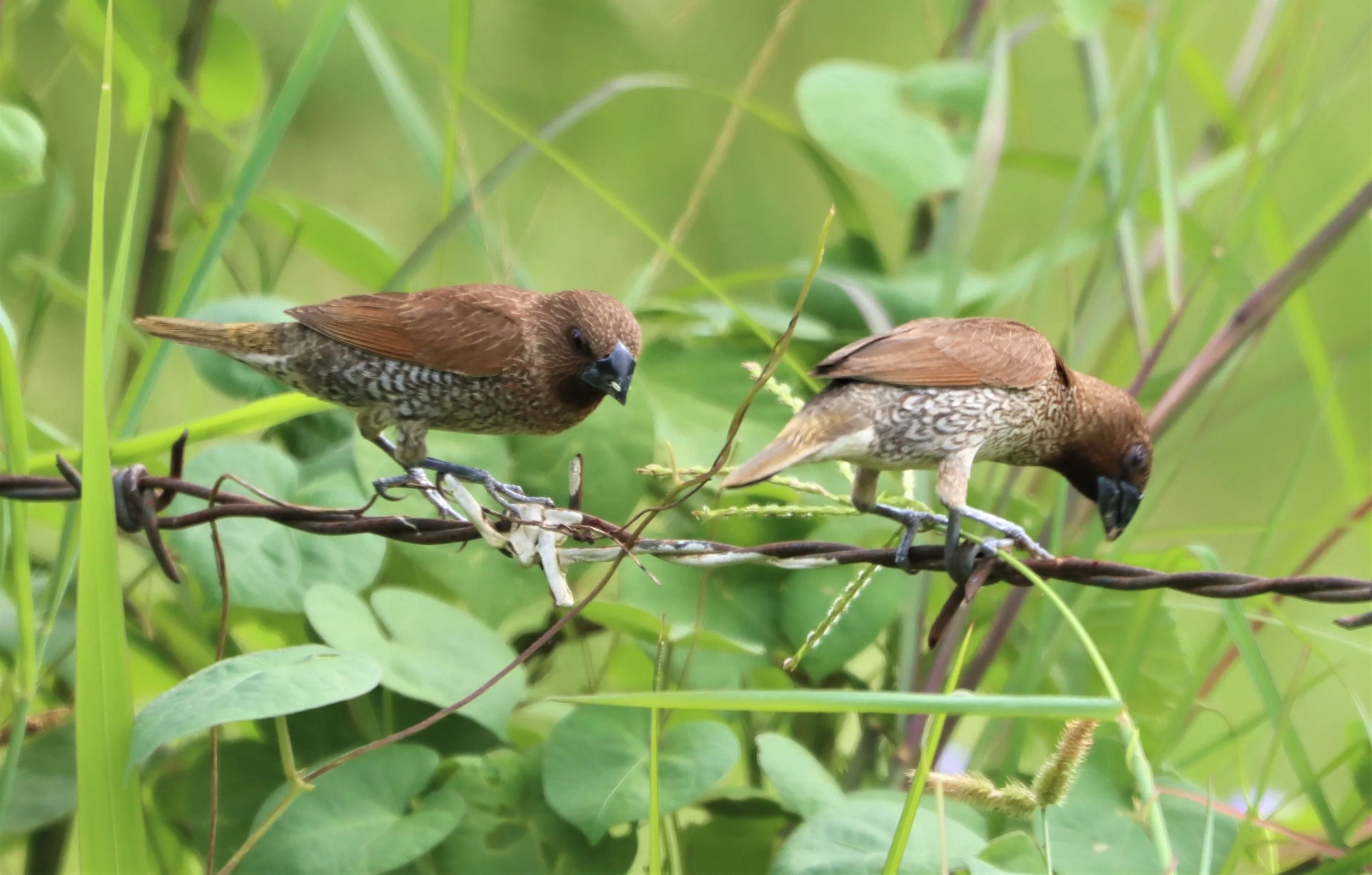 MUNIA - SCALY BREASTED MUNIA - Lonchura punctulata - KHON KAEN SEWAGE TREATMENT PLANT KHON KAEN UNIVERSITY  (1).jpg