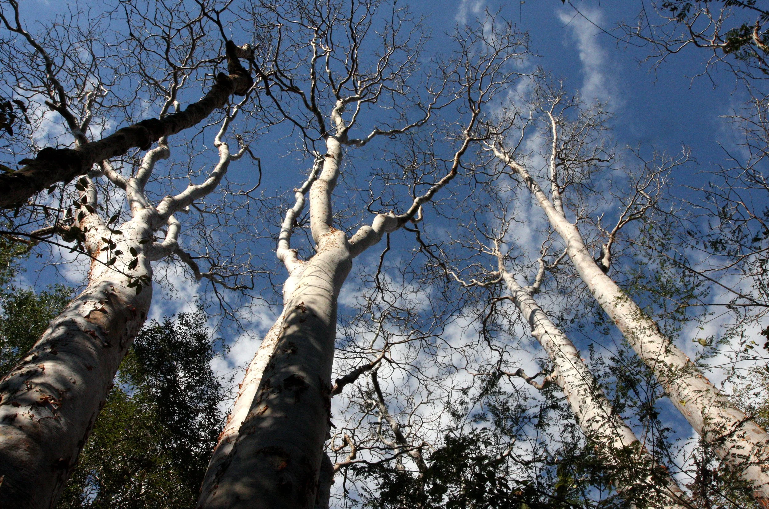 PLANT - TREE SPECIES - KIRINDY NATIONAL PARK MADAGASCAR (12).JPG