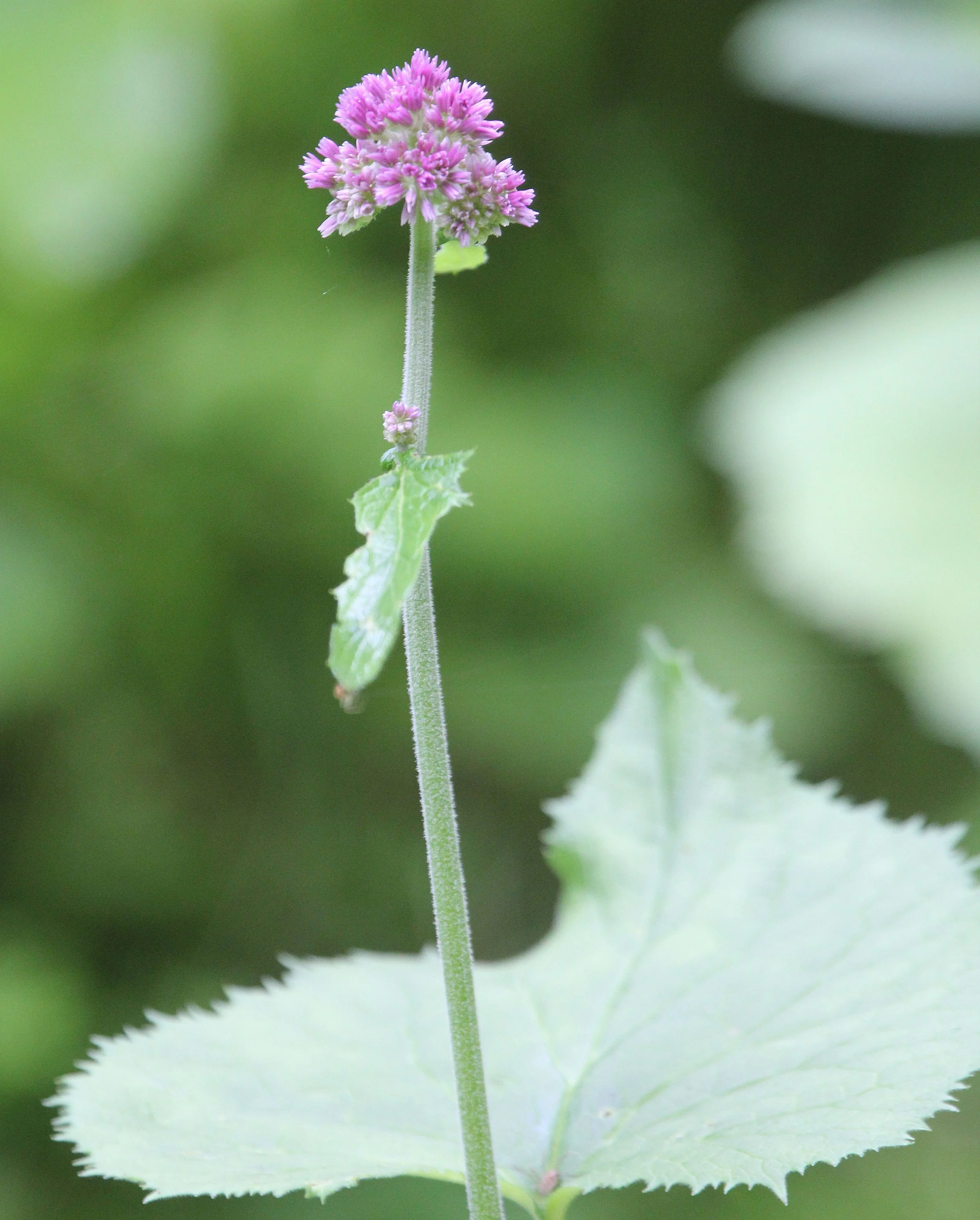 ARRENS MARSOUS PYRENEES NATIONAL PARK FRANCE (25).JPG