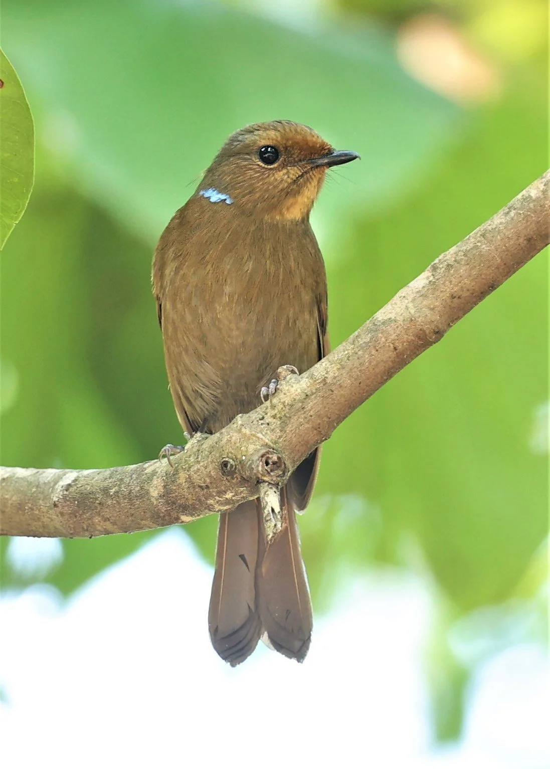 NILTAVA - LARGE NILTAVA - Niltava grandis - DOI DOI ANG KHANG CHIANG MAI FEB 2022 (53).jpg