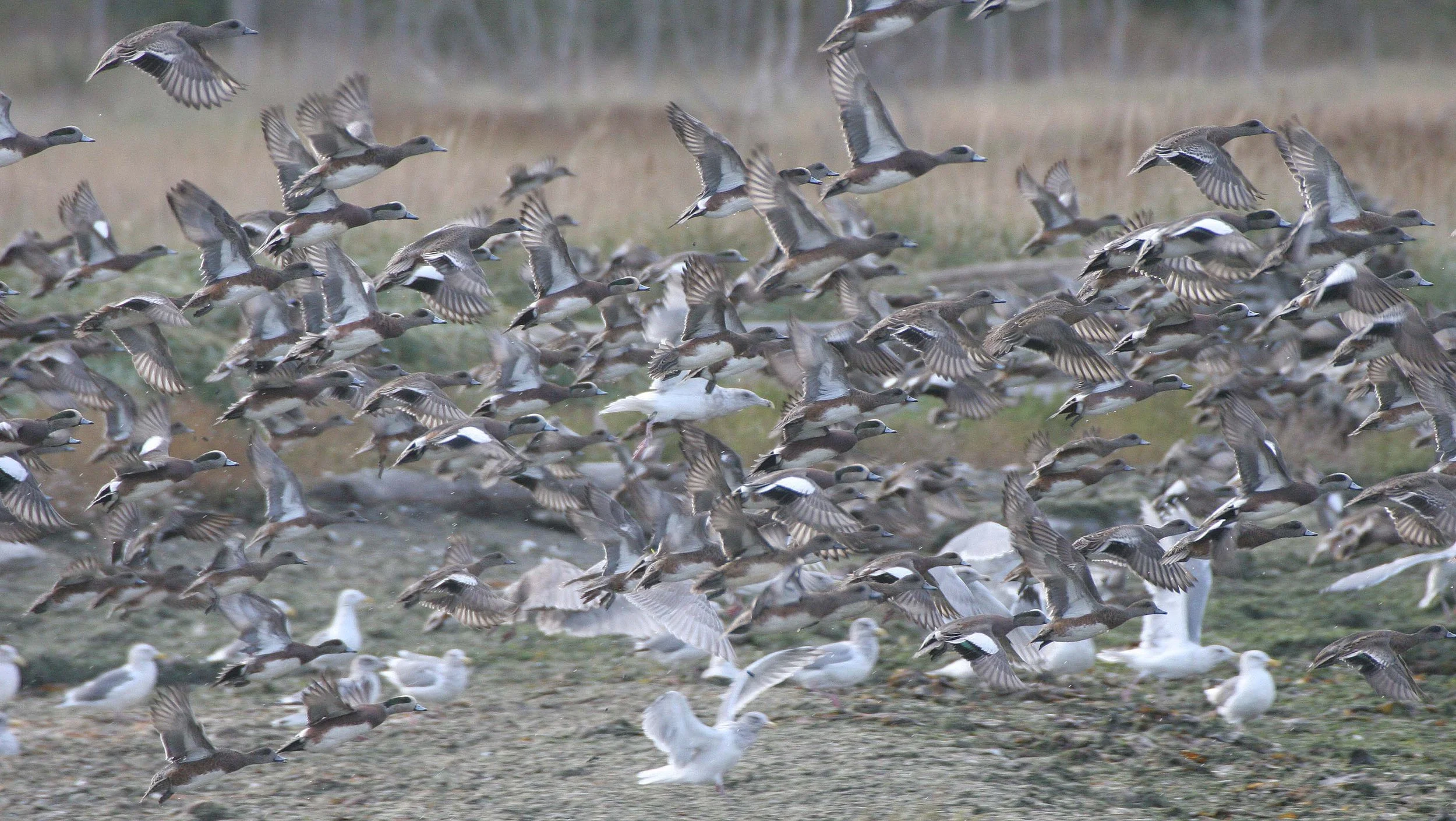 WIGEON - AMERICAN WIGEON - Mareca americana - THREE CRABS DUNGENESS RIVER MOUTH WETLAND SEQUIM WASHINGTON (36).jpg