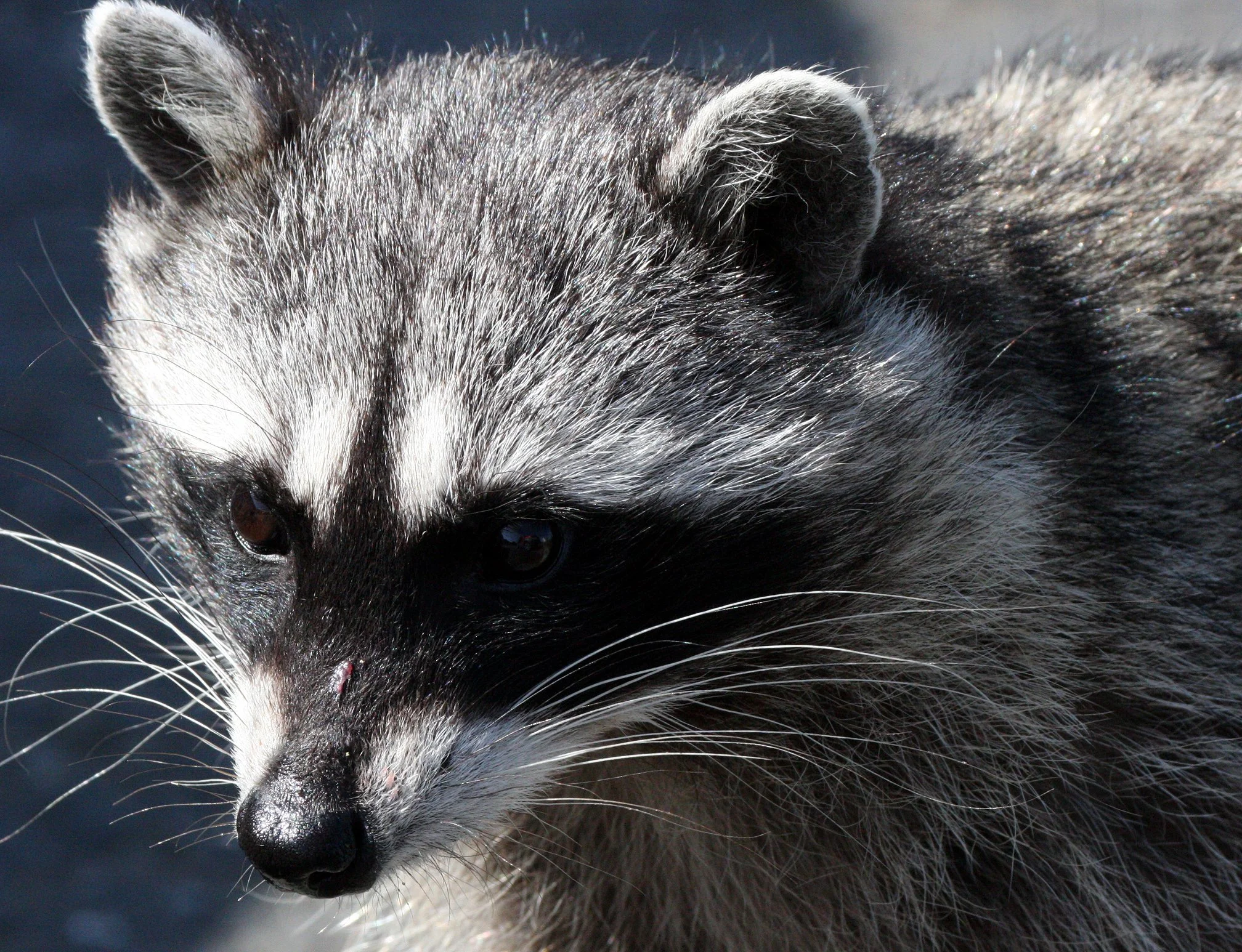 RACOON - NORTHERN RACOON - PORT ANGELES WA (9).JPG