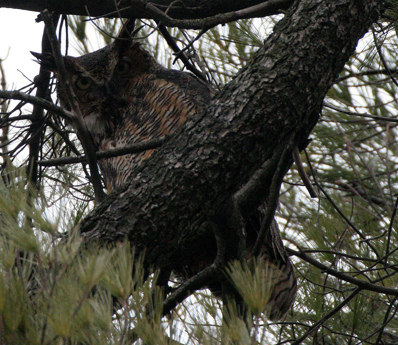 Bubo virginianus - GREAT-HORNED OWL - GENEVA COURTHOUSE ILLINOIS (30).JPG
